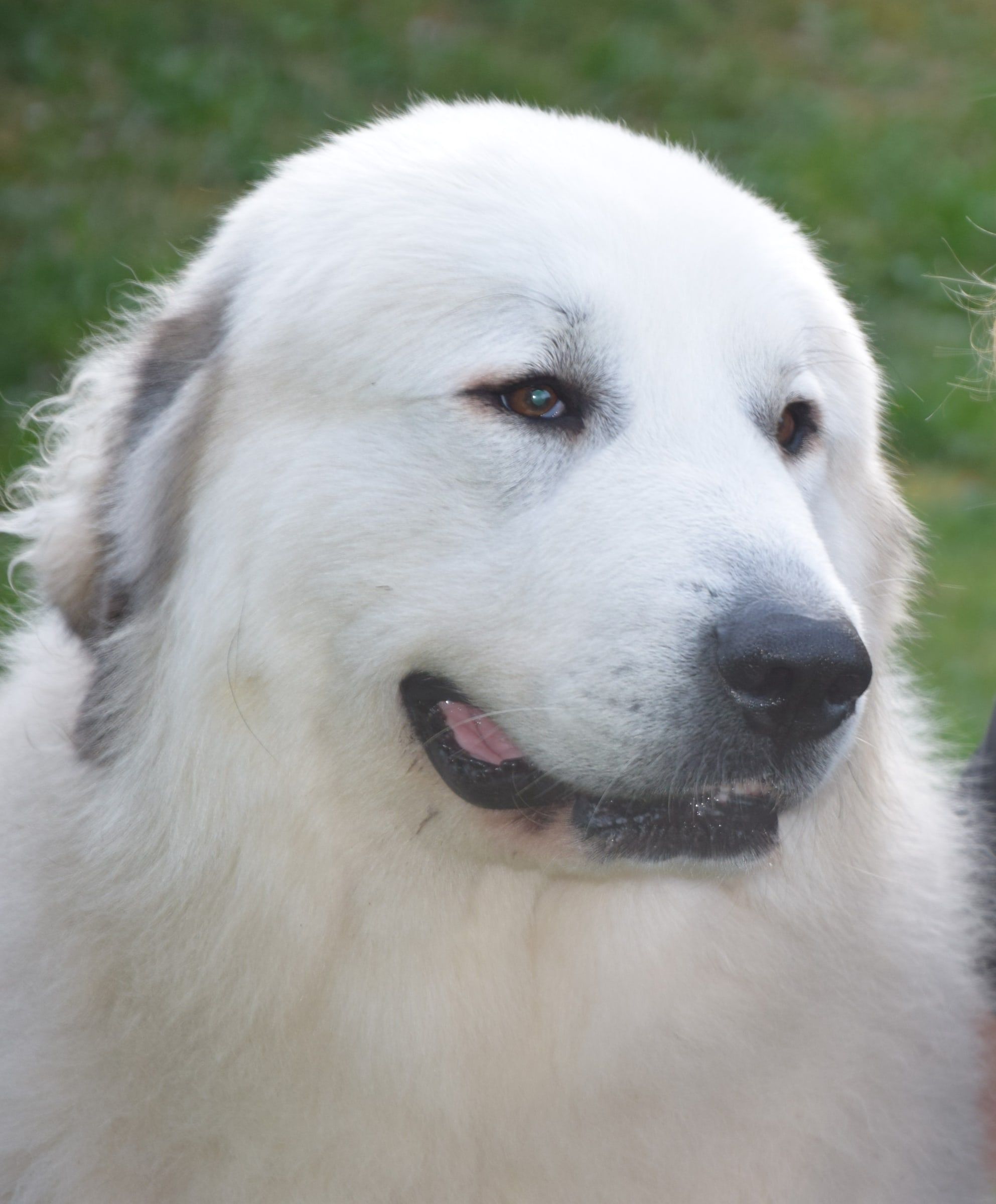 Close-up of Peppy, a Pyrenean Mountain Dog
