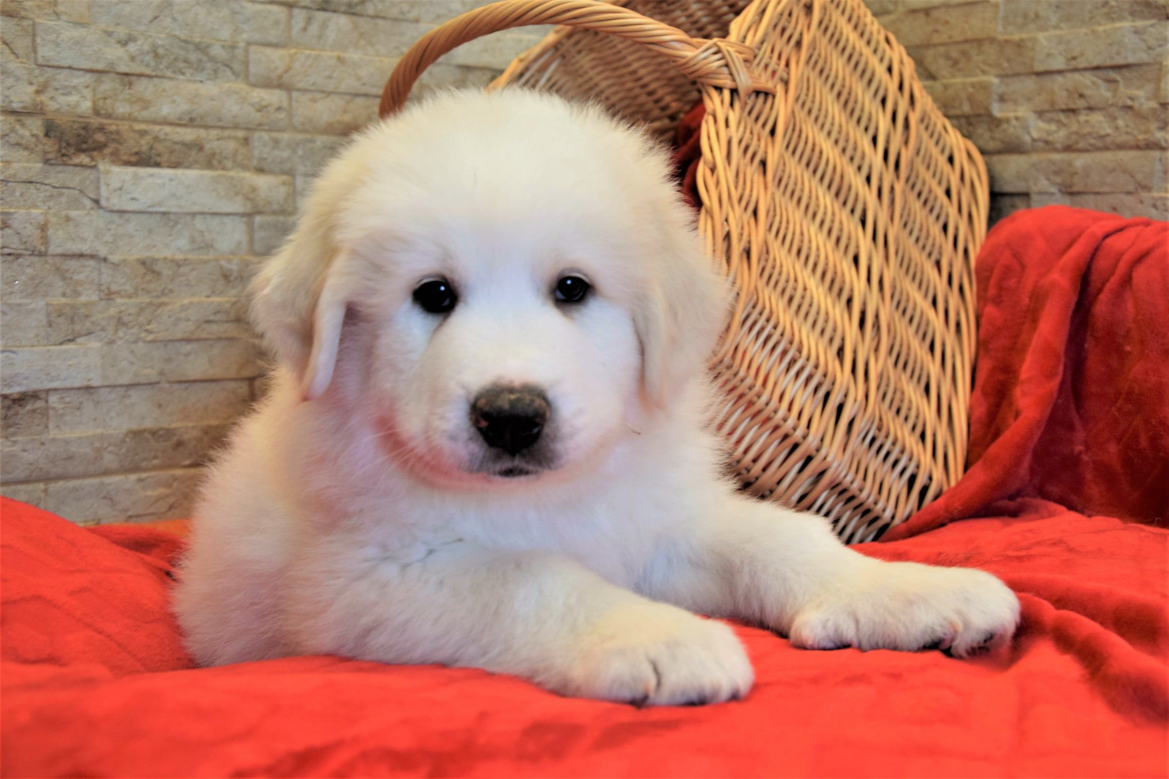 Boy-Blue, a Pyrenean Mountain Dog puppy