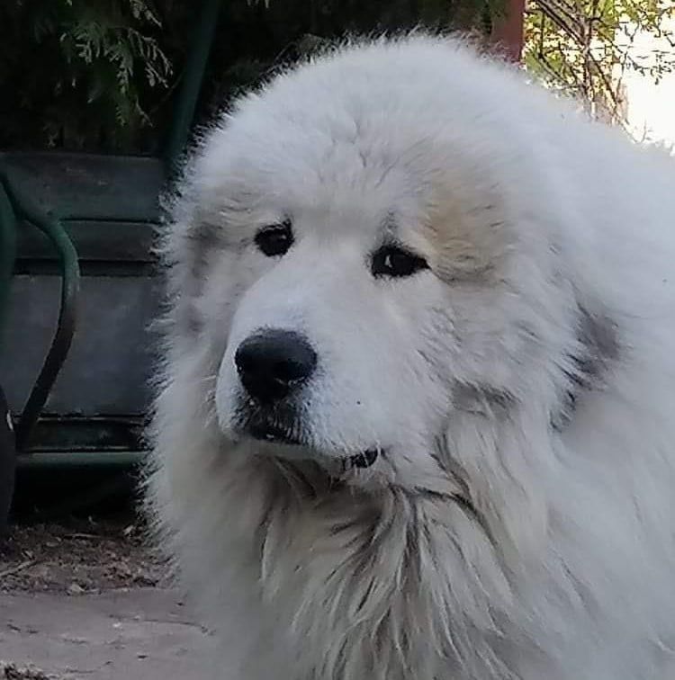 Close-up of Healing Snowflake Pyristamo, a Pyrenean Mountain Dog