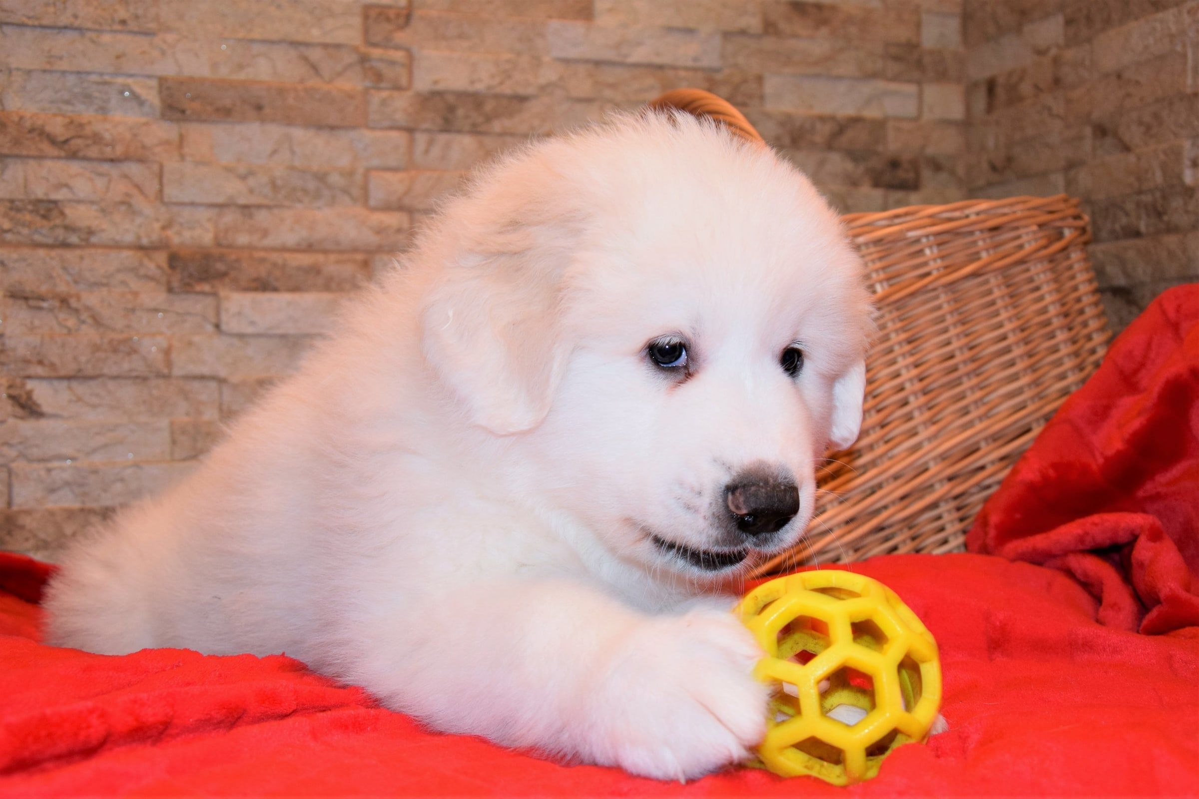 Boy-Red, a Pyrenean Mountain Dog puppy