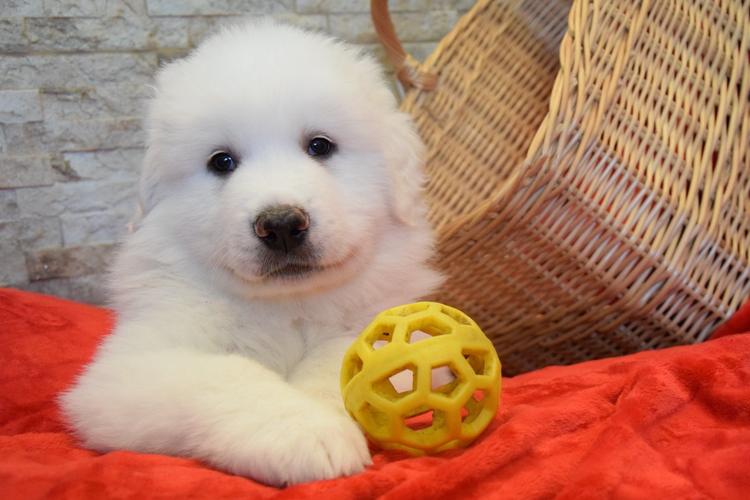 Boy-Green, a Pyrenean Mountain Dog puppy