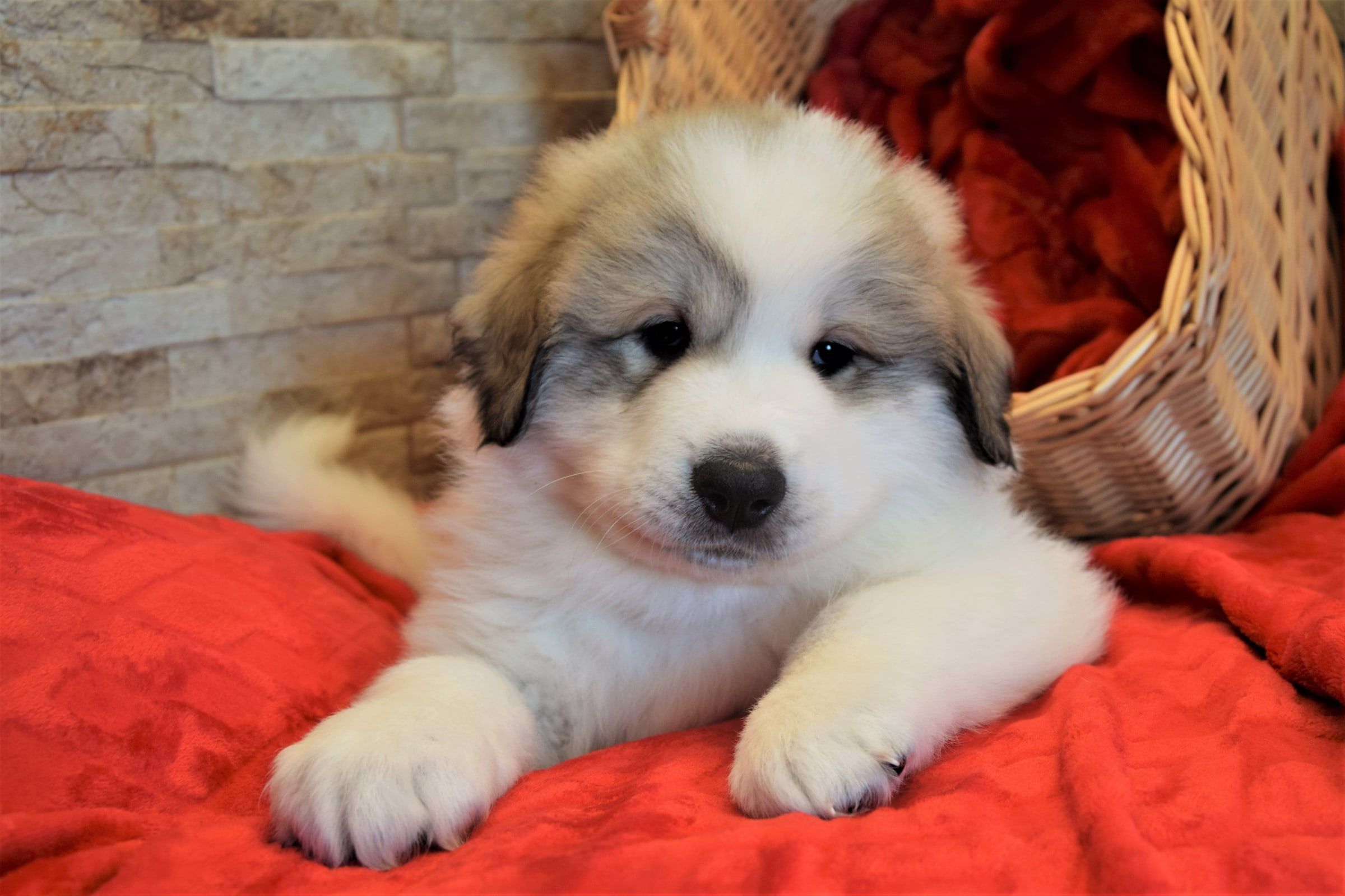 Boy-Brown, a Pyrenean Mountain Dog puppy