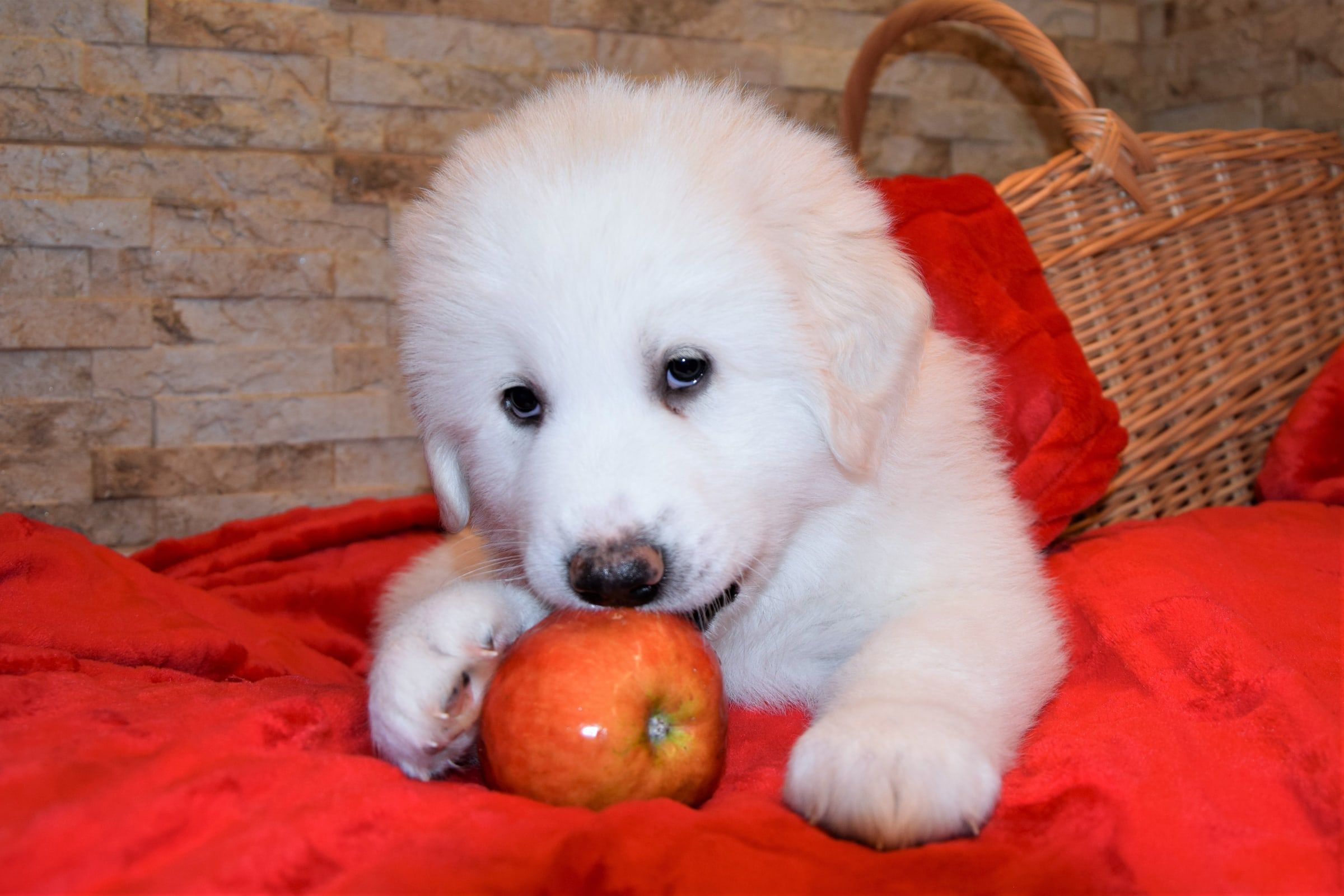 Girl-Sky, a Pyrenean Mountain Dog puppy