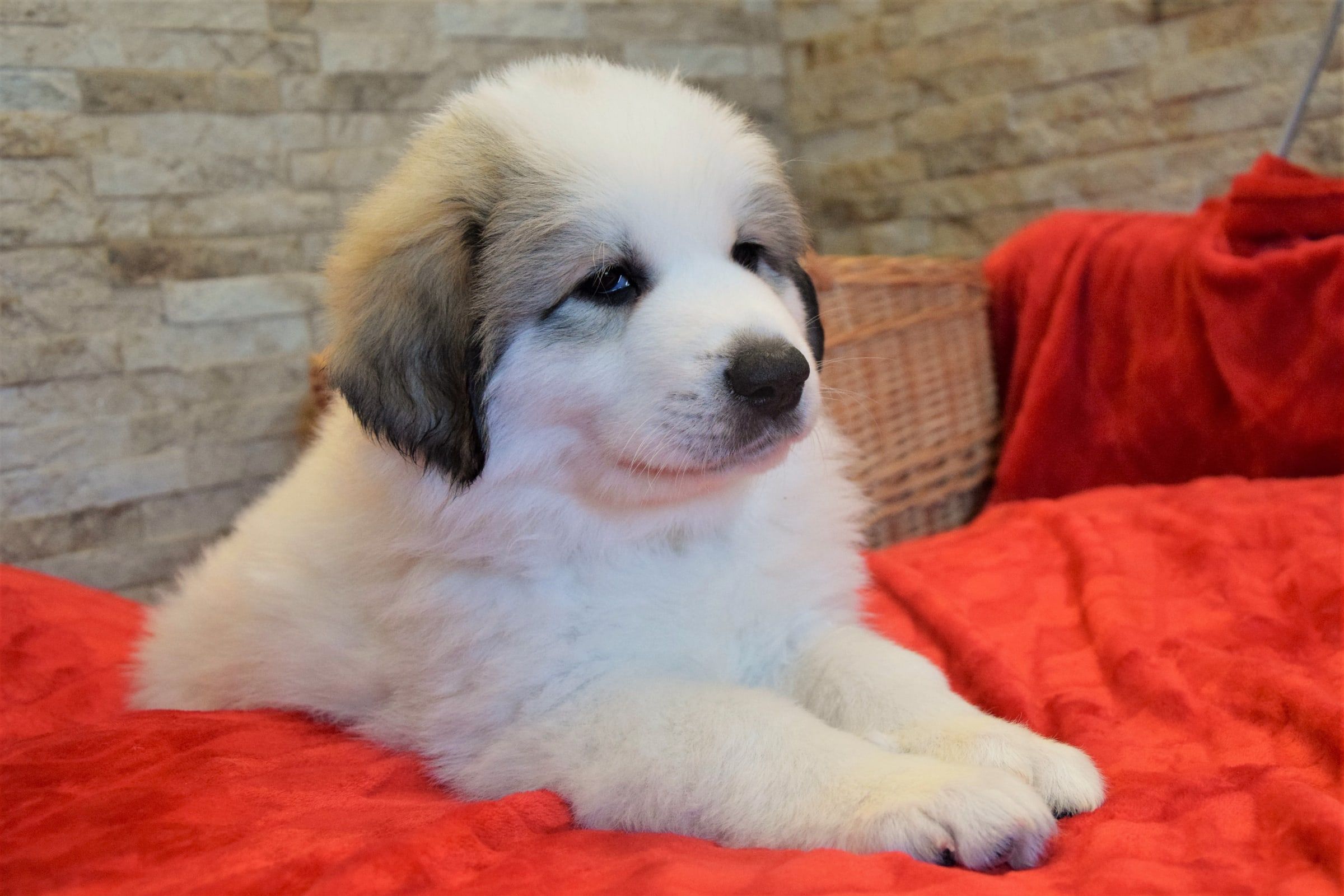 Girl-Yellow, a Pyrenean Mountain Dog puppy