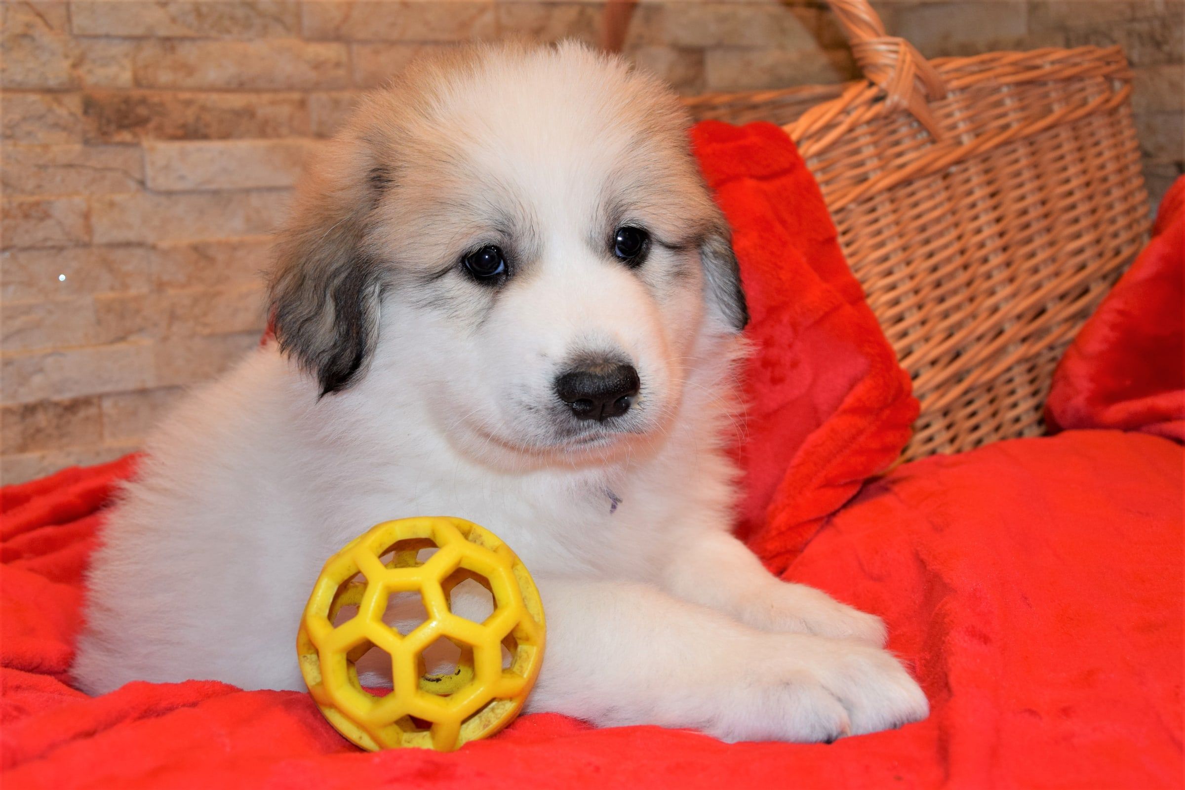 Girl-Violet, a Pyrenean Mountain Dog puppy