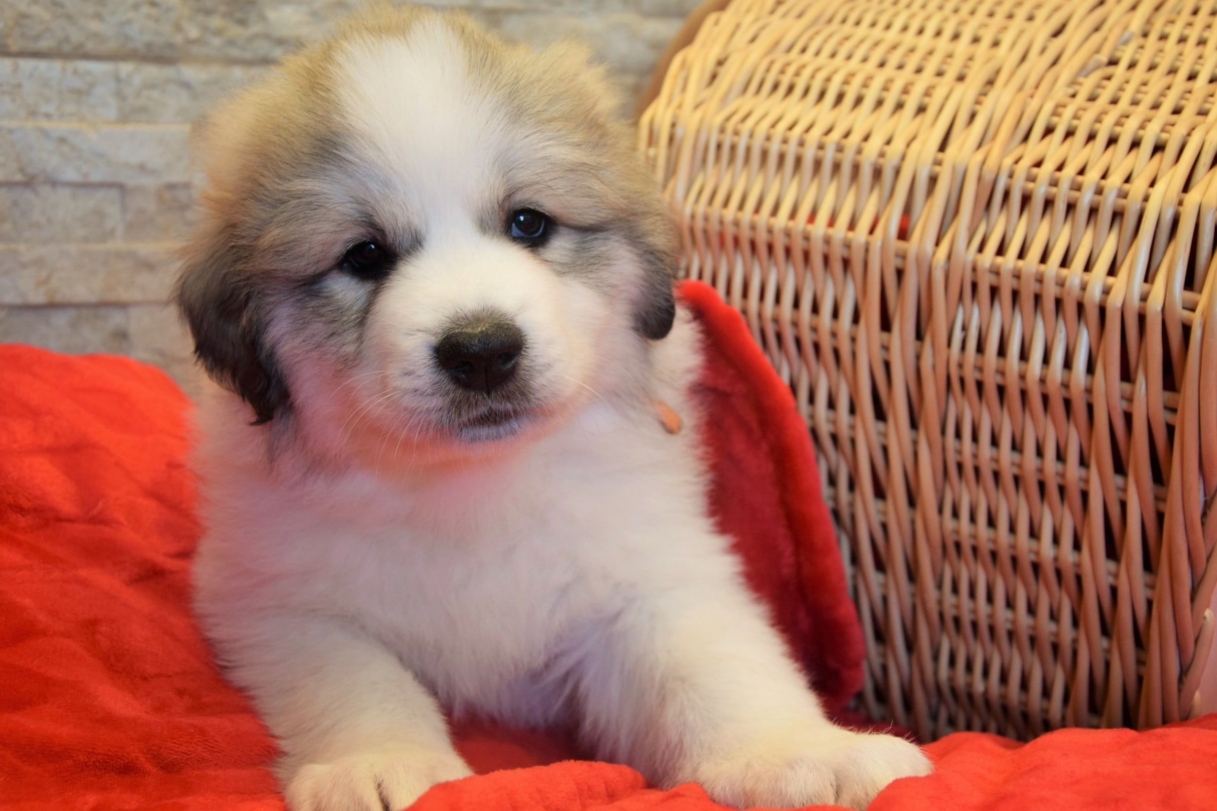 Girl-Orange, a Pyrenean Mountain Dog puppy