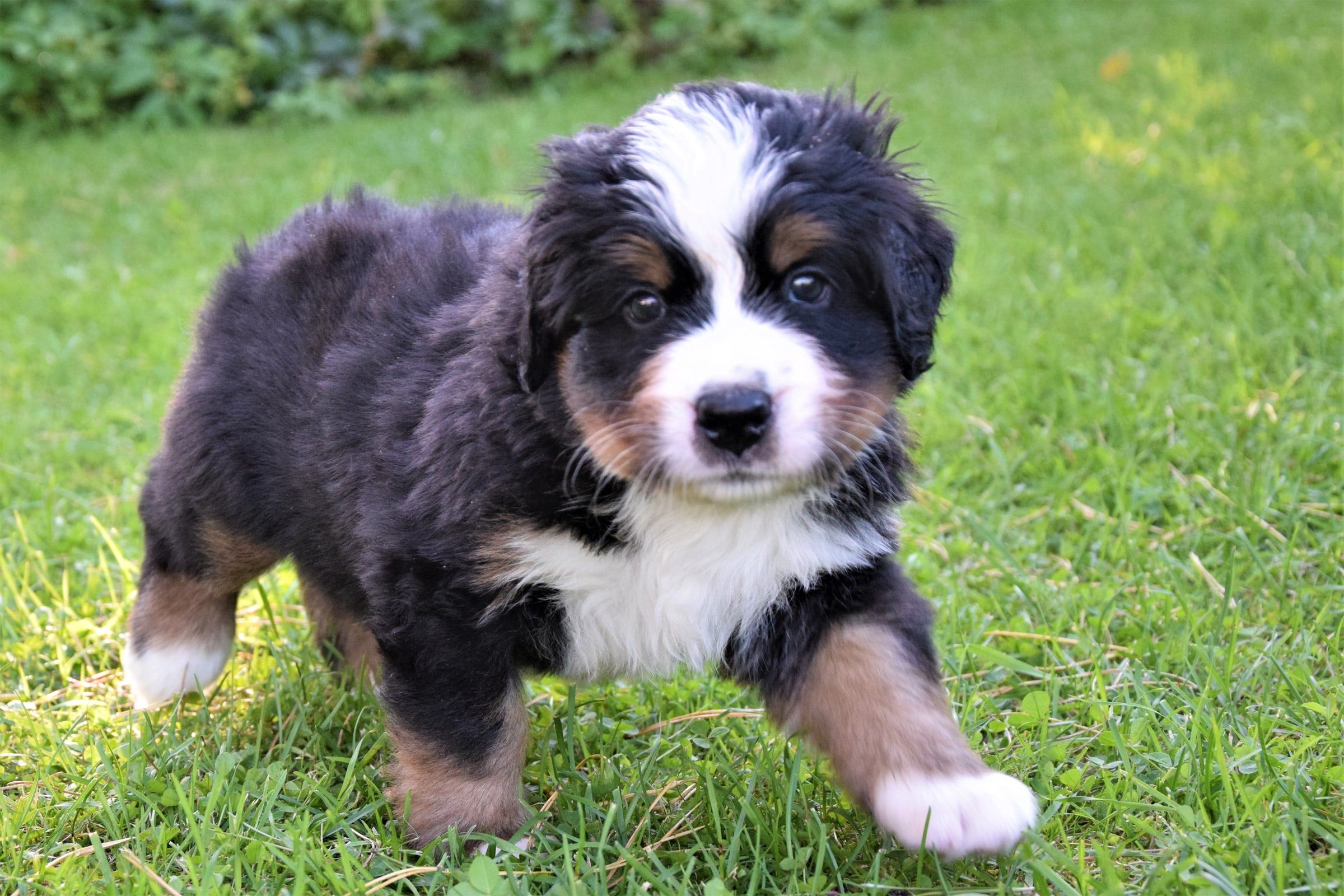 Boy-Blue(Taro)/TARO, a Bernese Mountain Dog puppy