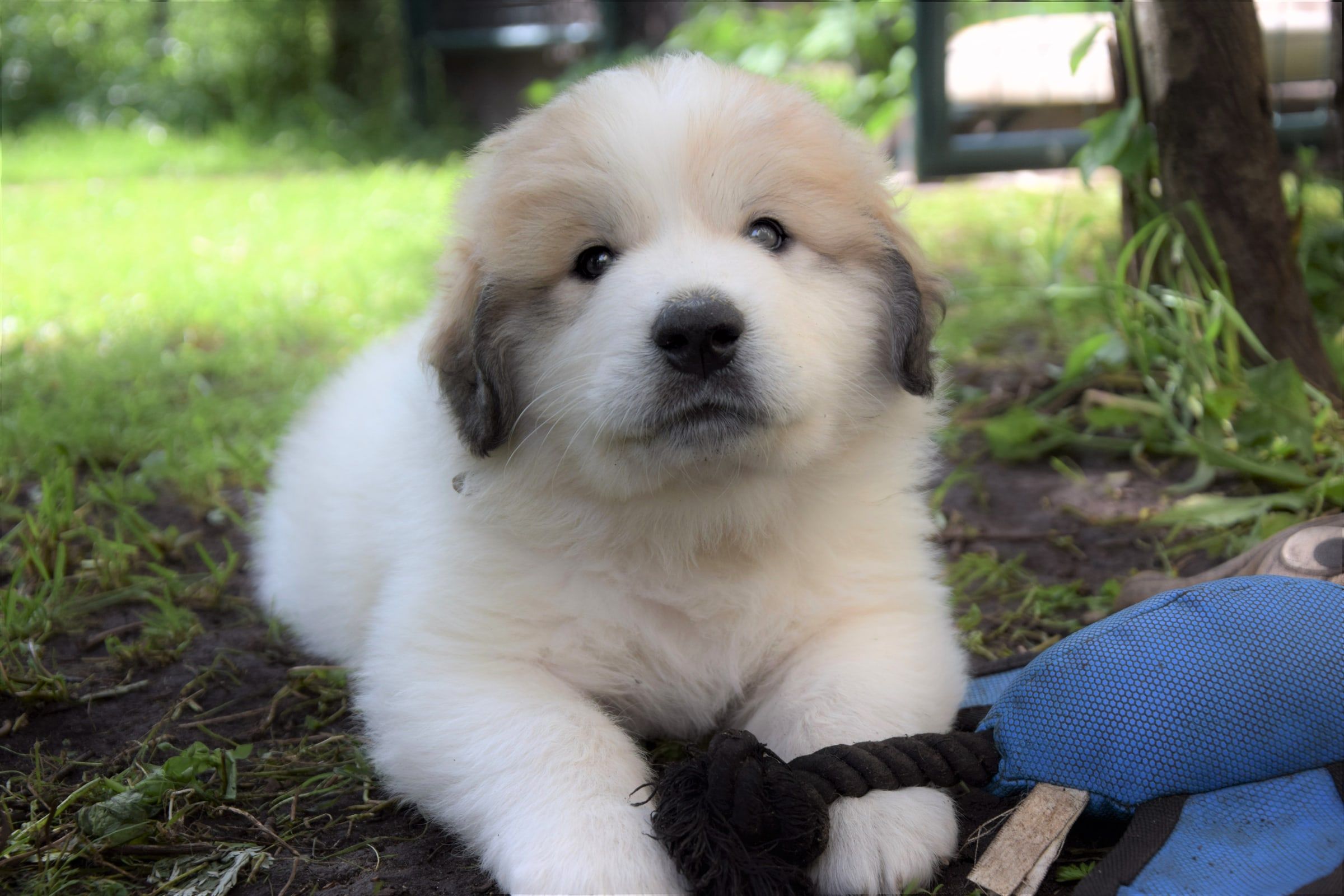 Boy-UFO, a Pyrenean Mountain Dog puppy