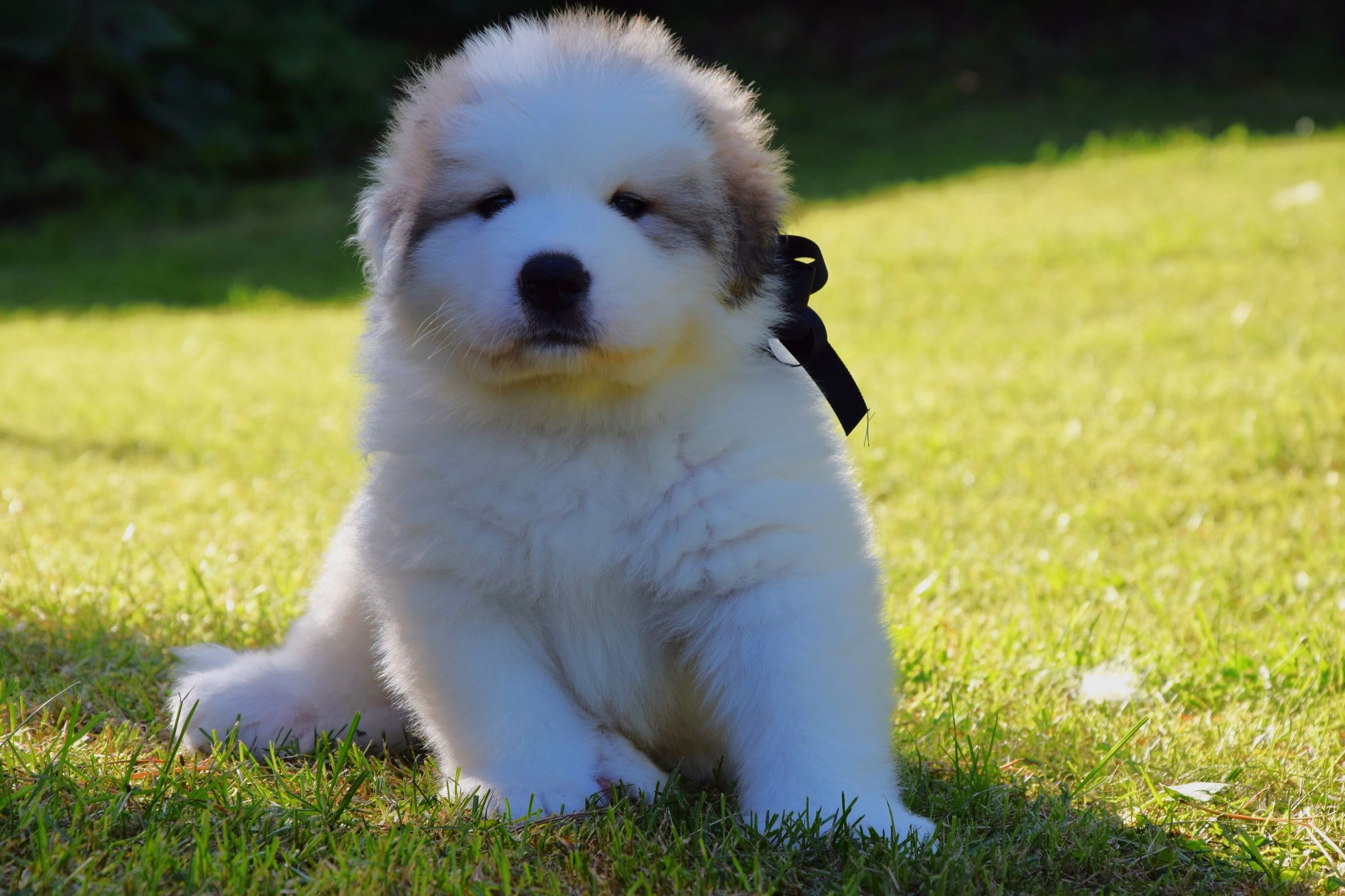 Pyrenean Mountain Dog puppy from Litter V