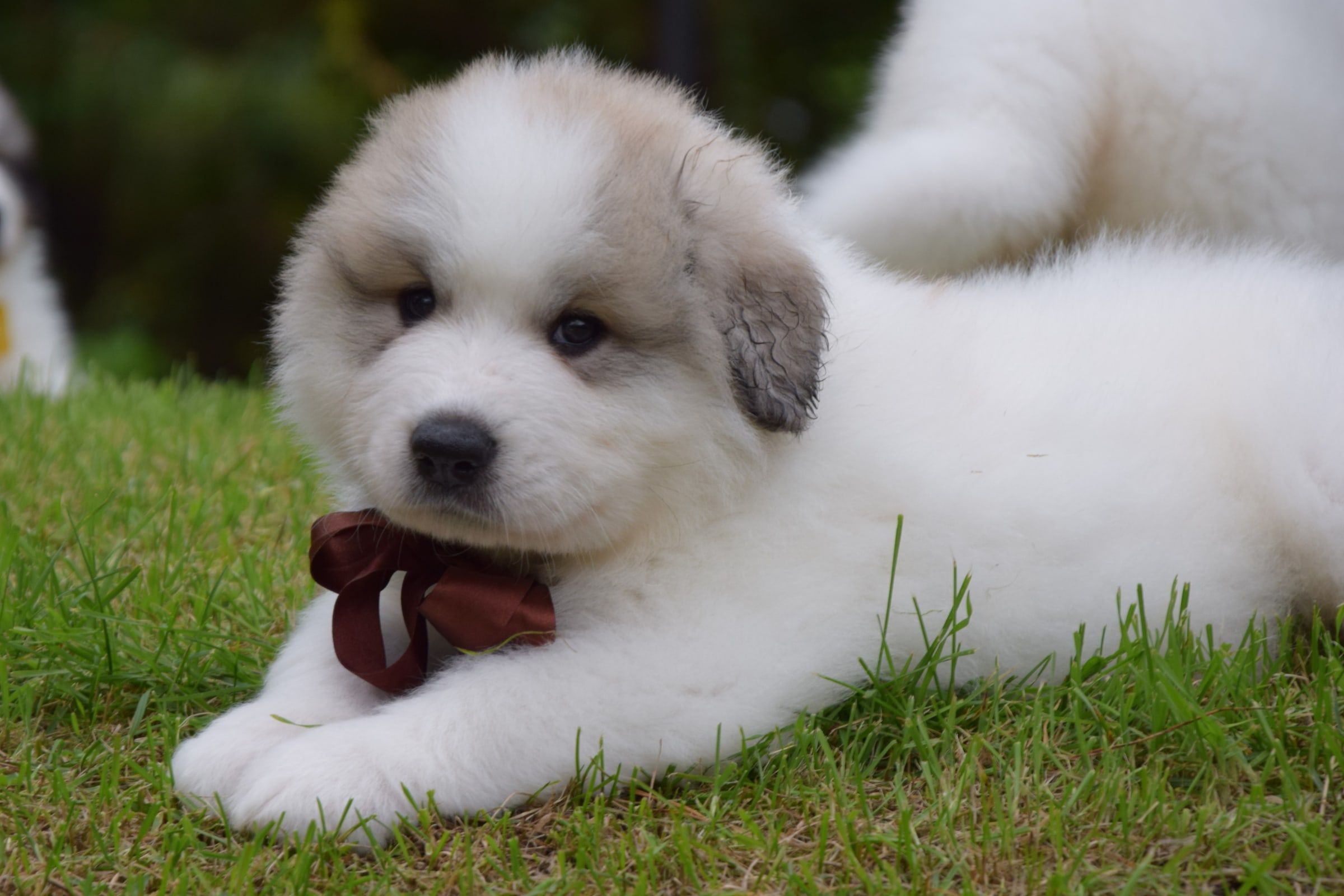 Pyrenean Mountain Dog puppy from Litter V