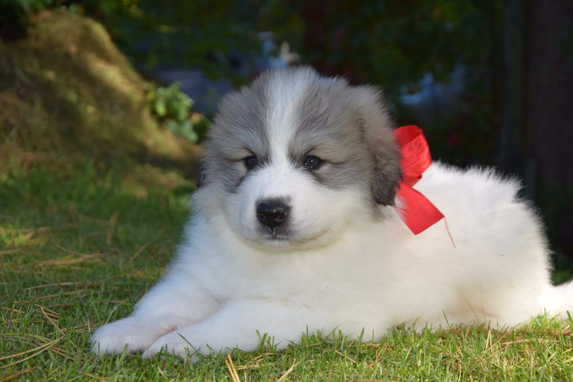 Pyrenean Mountain Dog puppy from Litter V