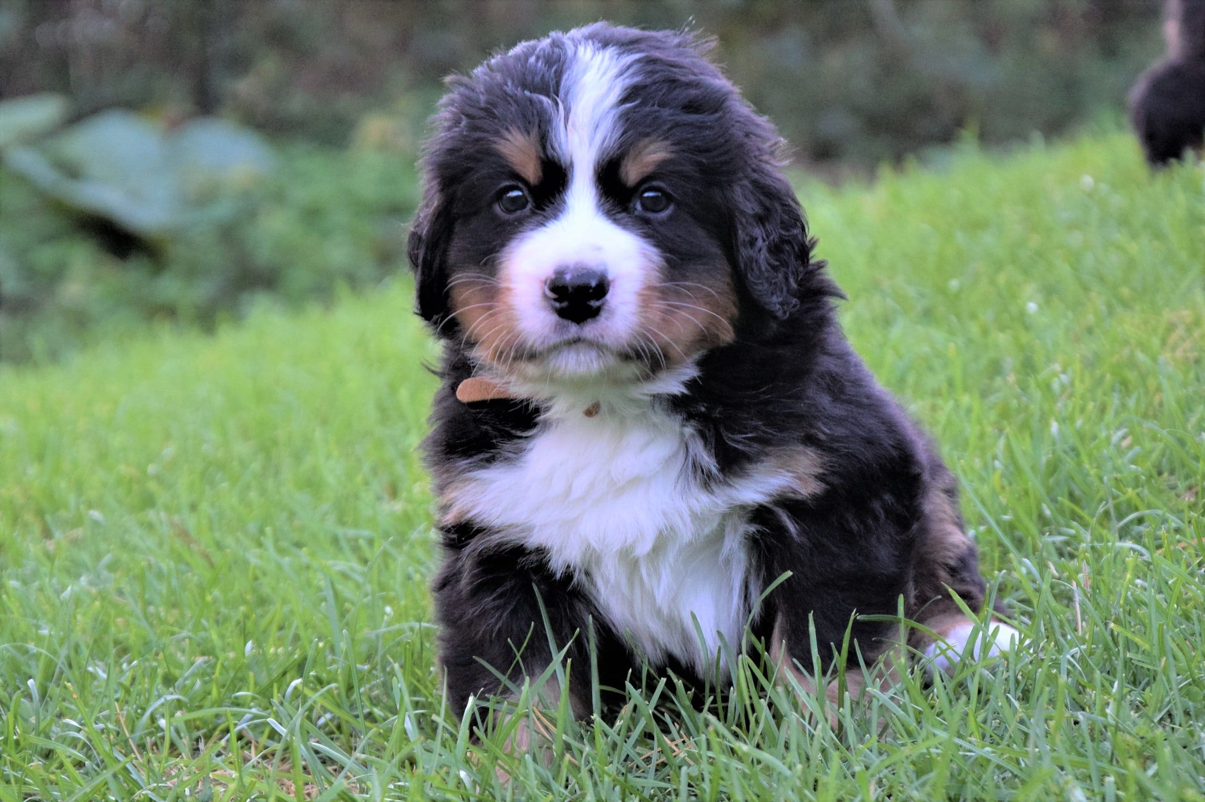 Boy-Brown/TORIN, a Bernese Mountain Dog puppy
