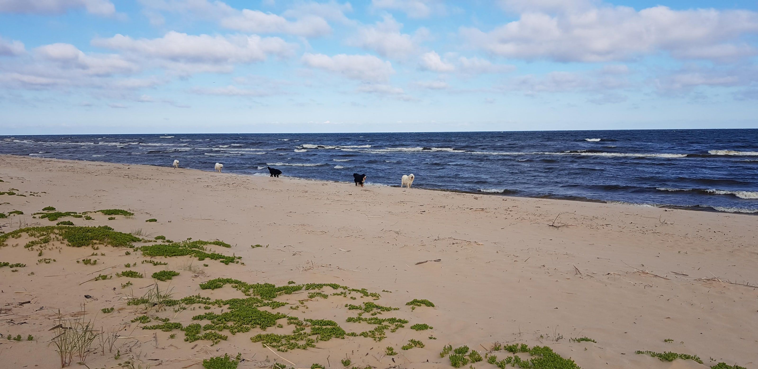 Dogs playing on a wide sandy beach by the sea