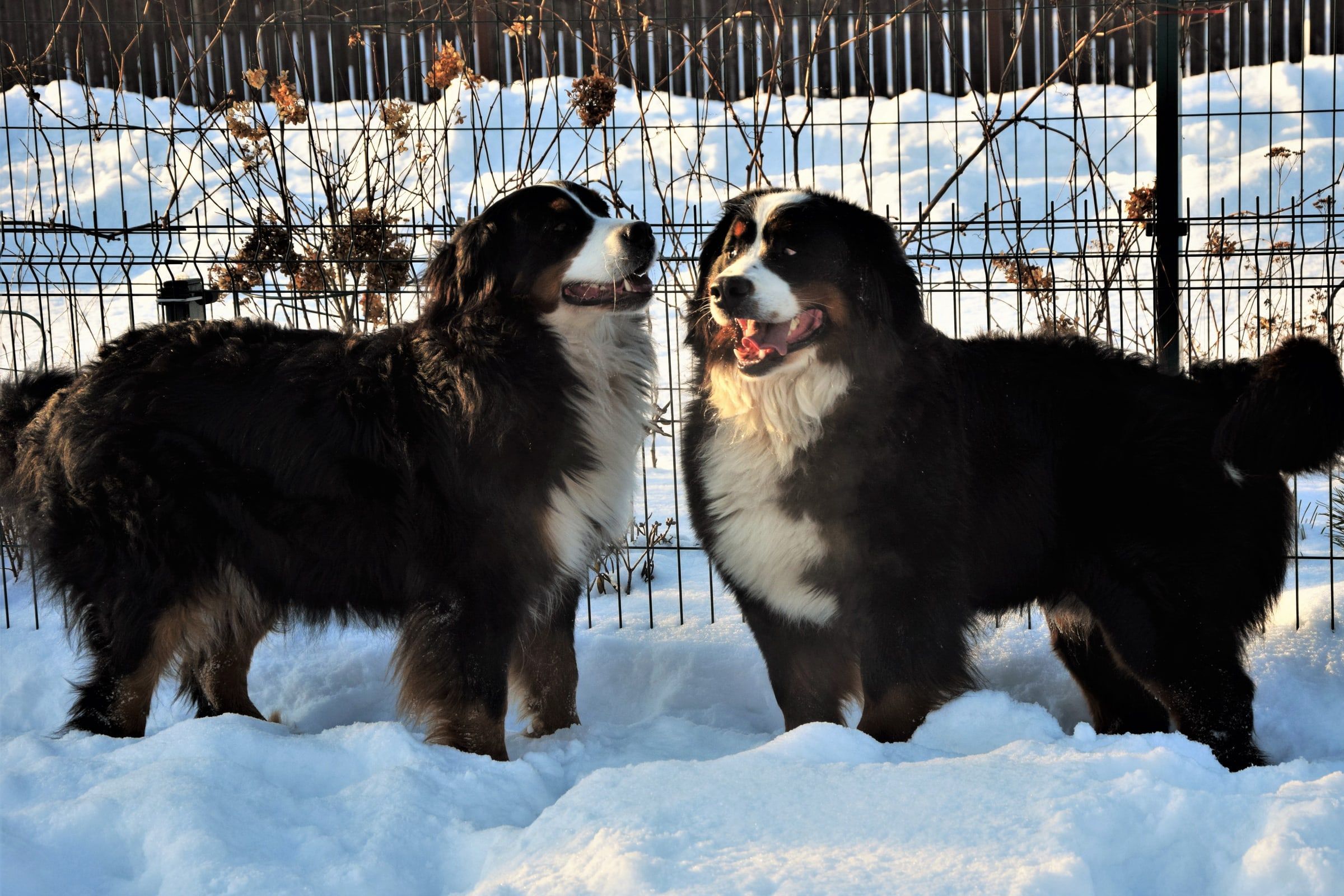 Two Bernese Mountain Dogs facing each other in the snow