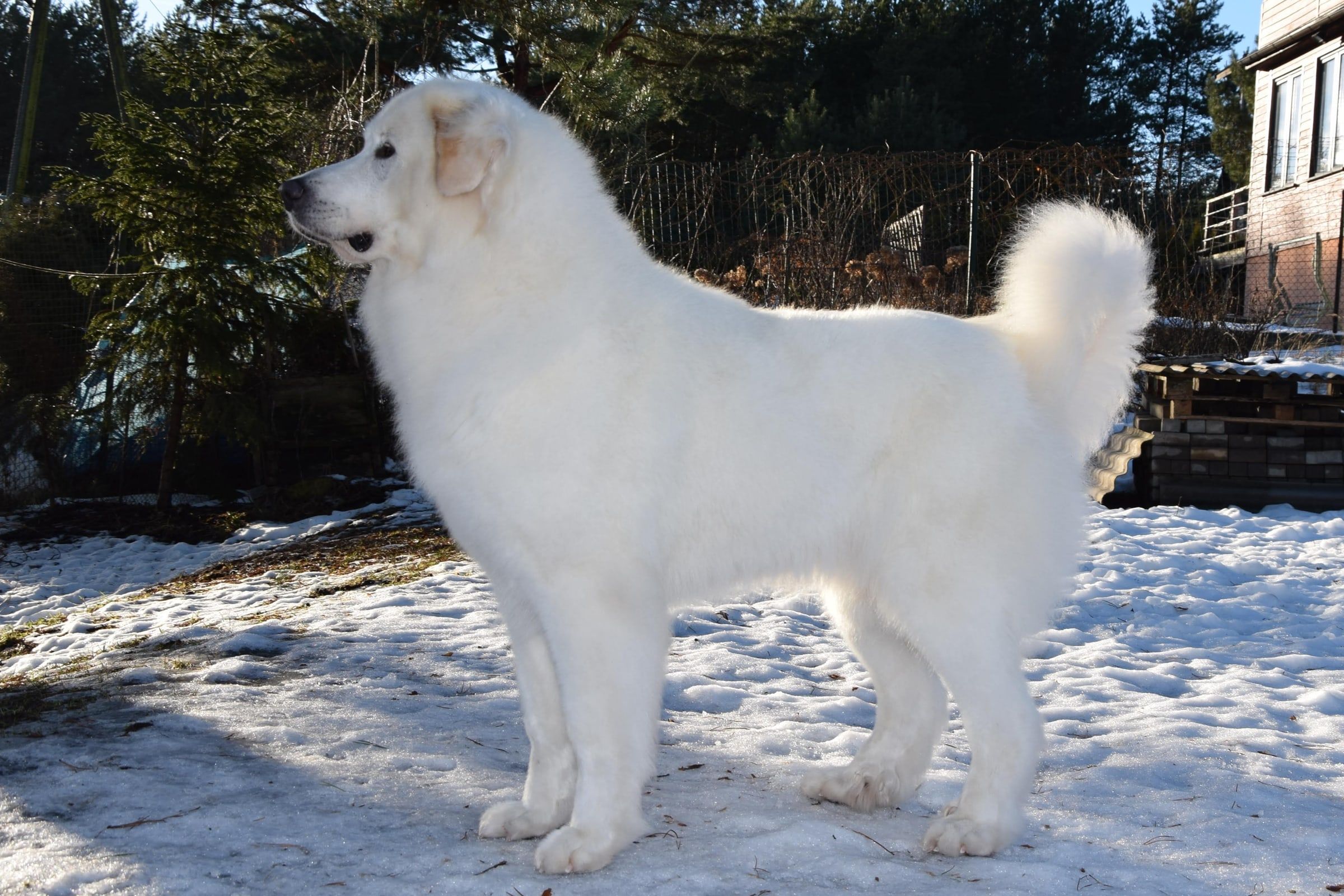 Young Pyrenean Mountain Dog standing on a snowy path
