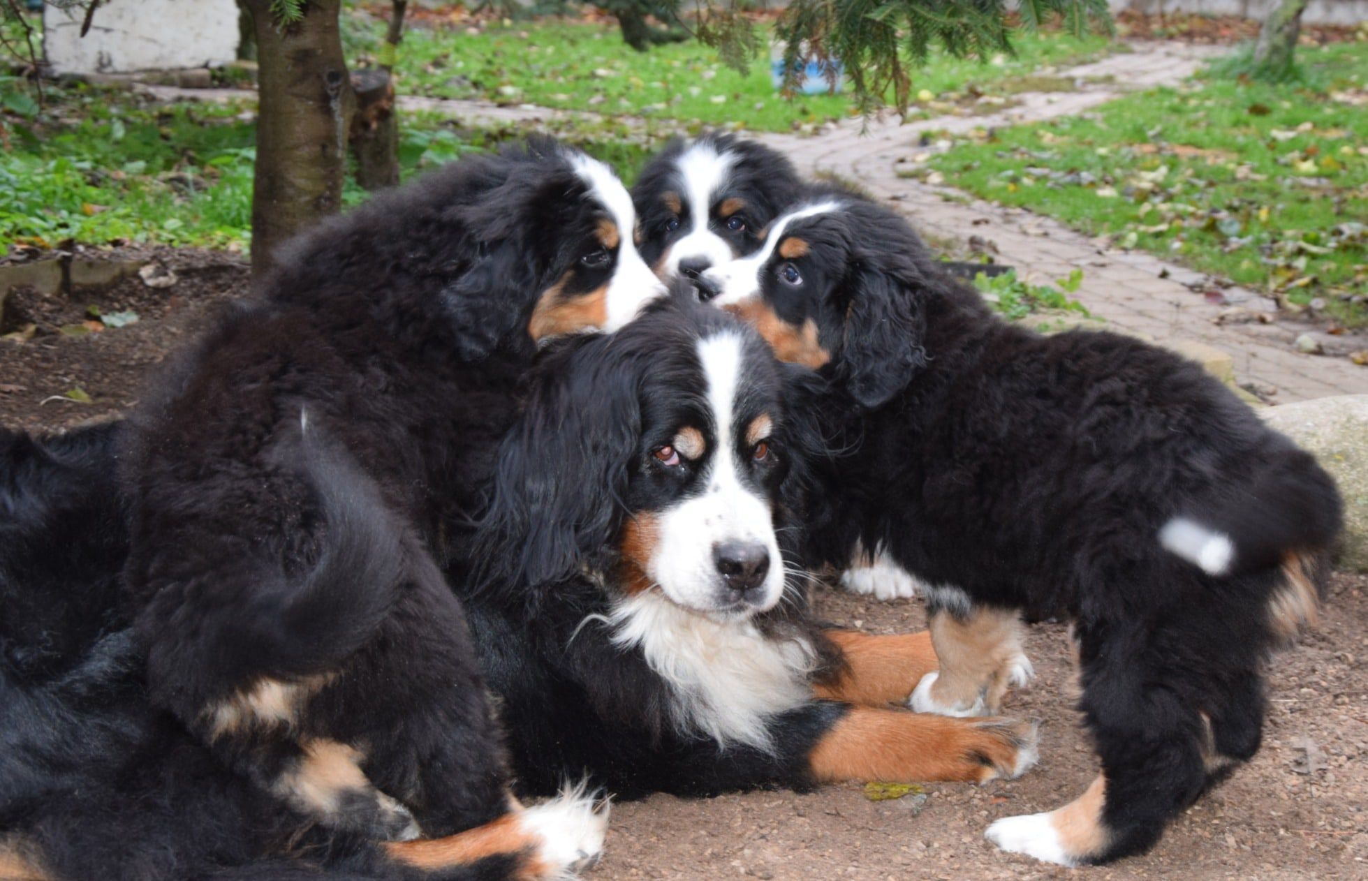 Bernese Mountain Dog puppies cuddled together outdoors