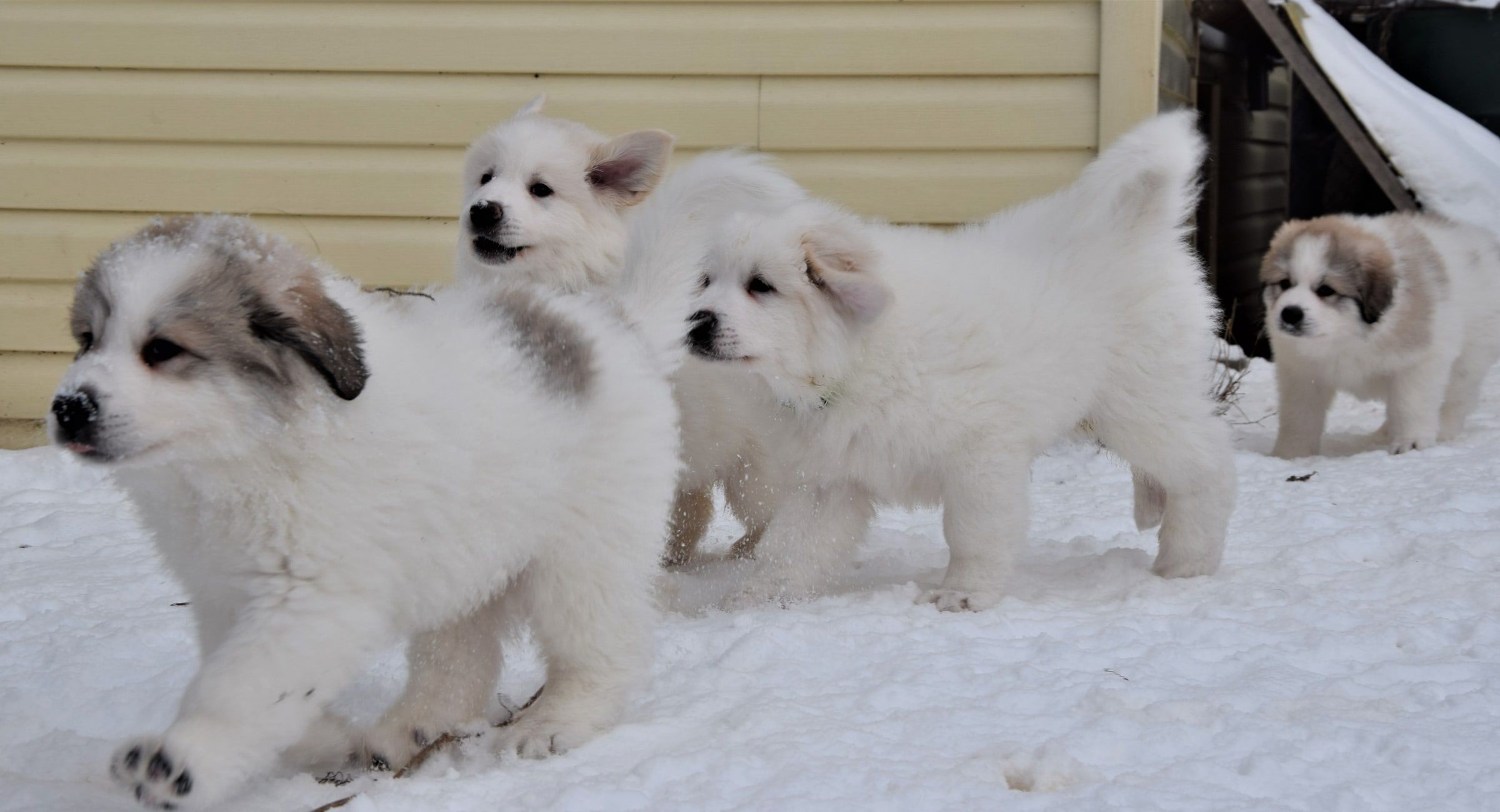 Pyrenean Mountain Dog puppies playing in the snow