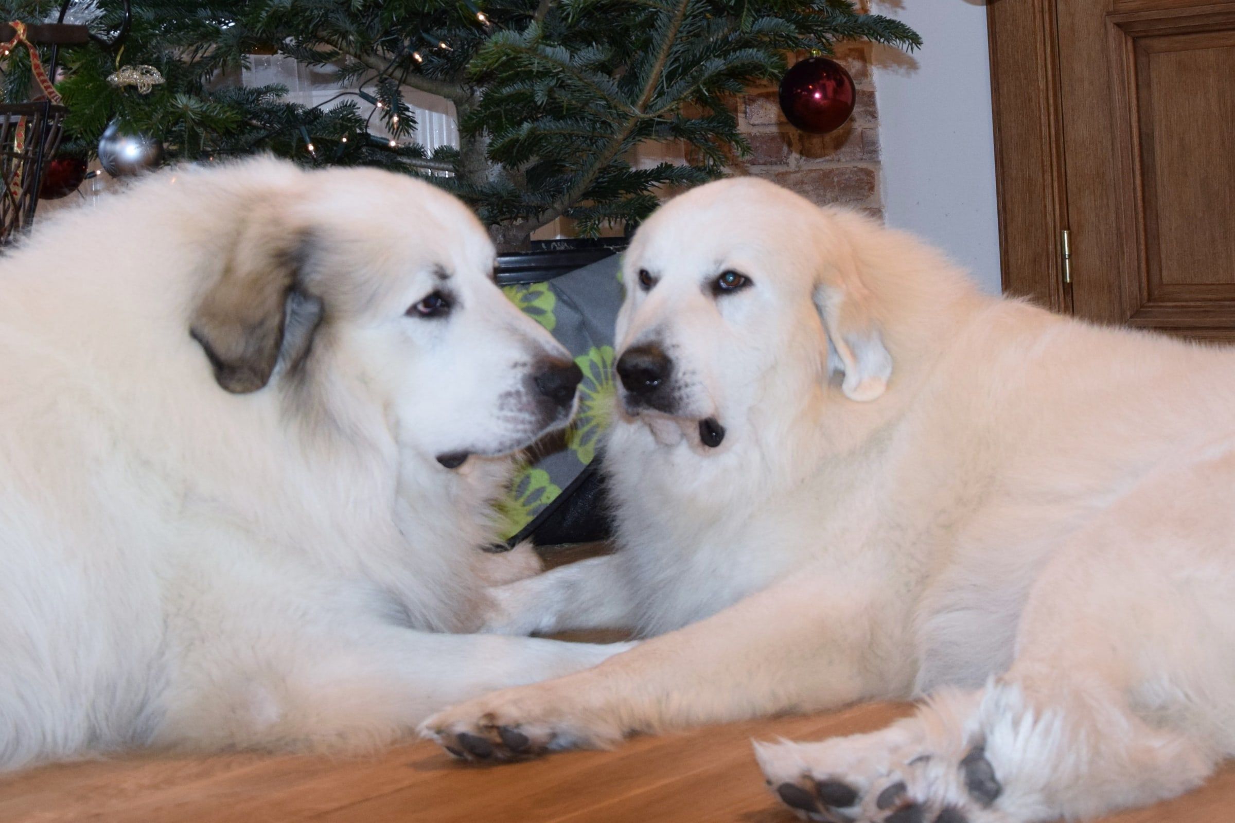 Two Pyrenean Mountain Dogs nose to nose indoors beside a Christmas tree