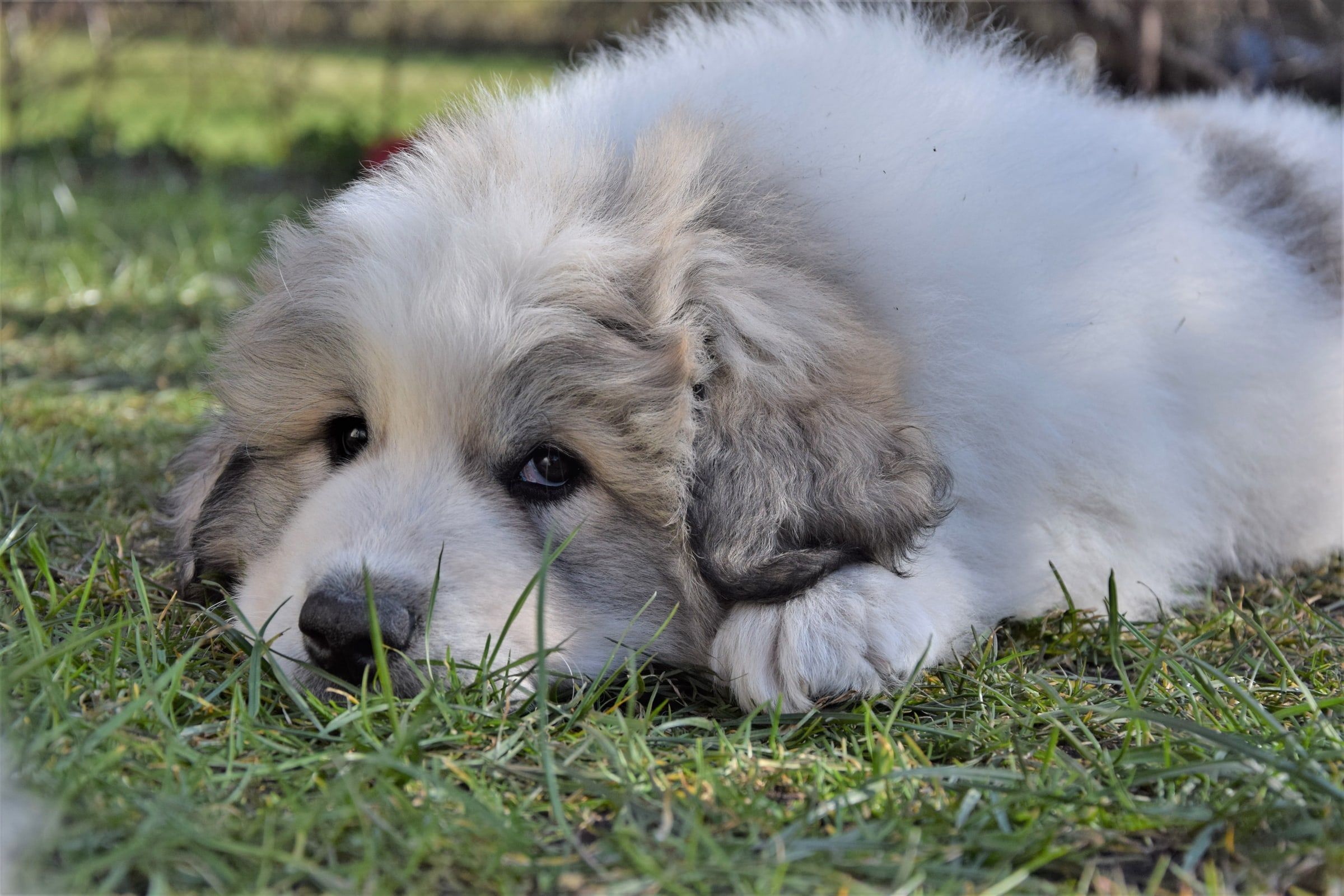 Pyrenean Mountain Dog puppy lying in the grass