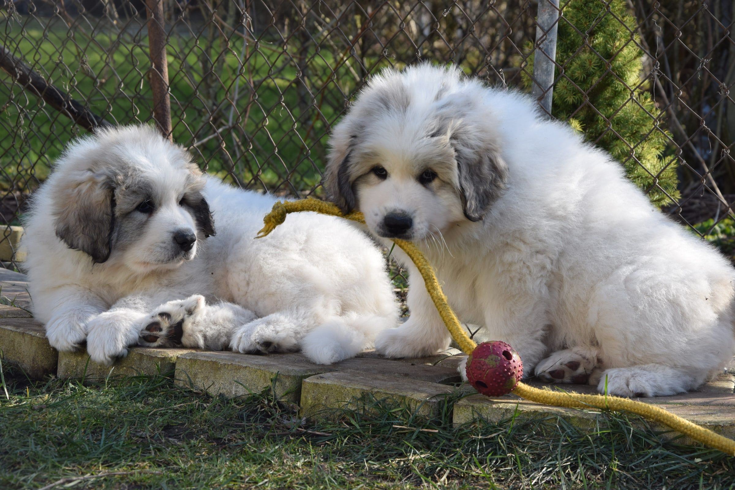 Two Pyrenean Mountain Dog puppies lying on a wooden deck with a toy