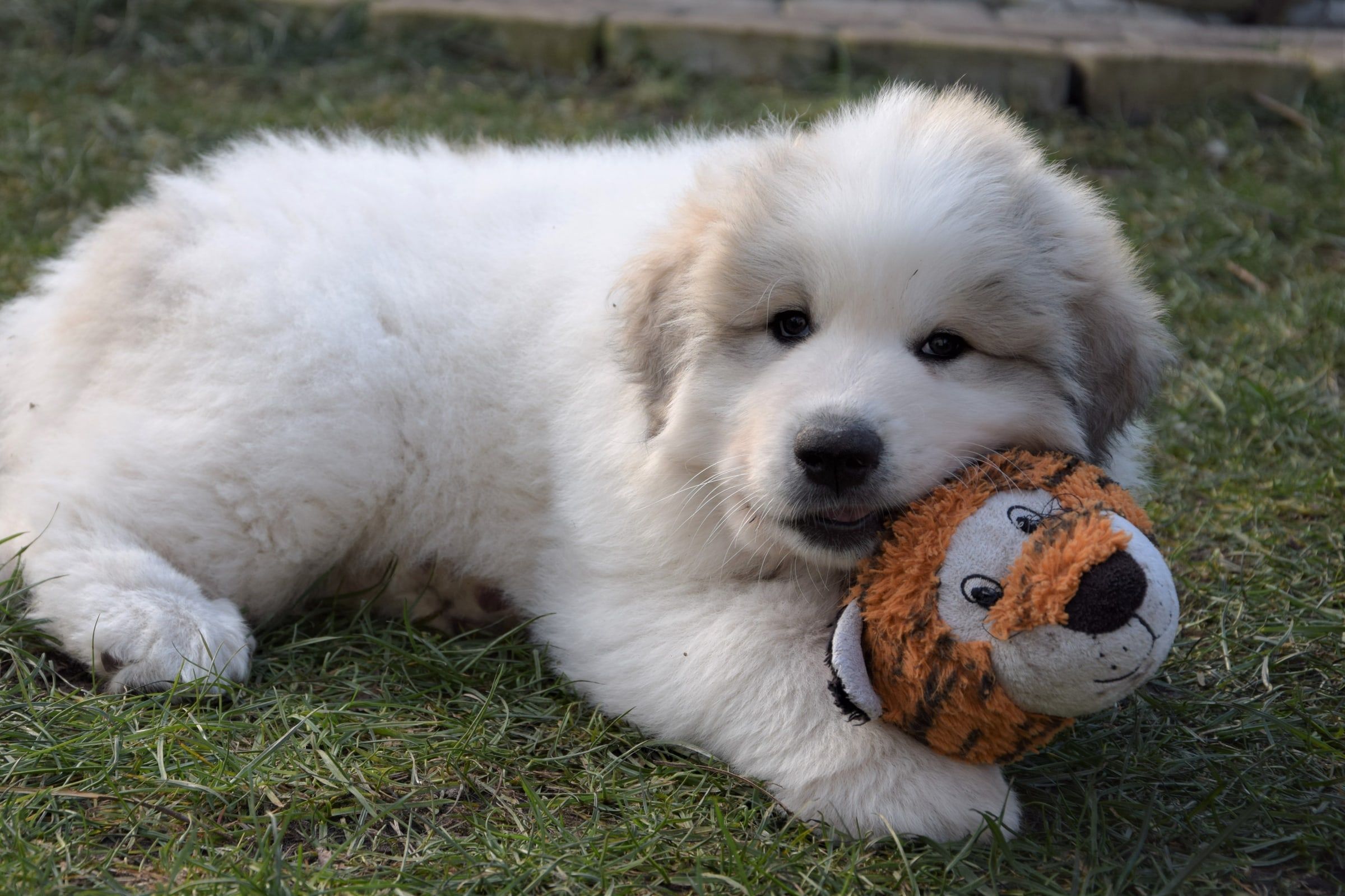 Pyrenean Mountain Dog puppy on the grass with a toy tiger