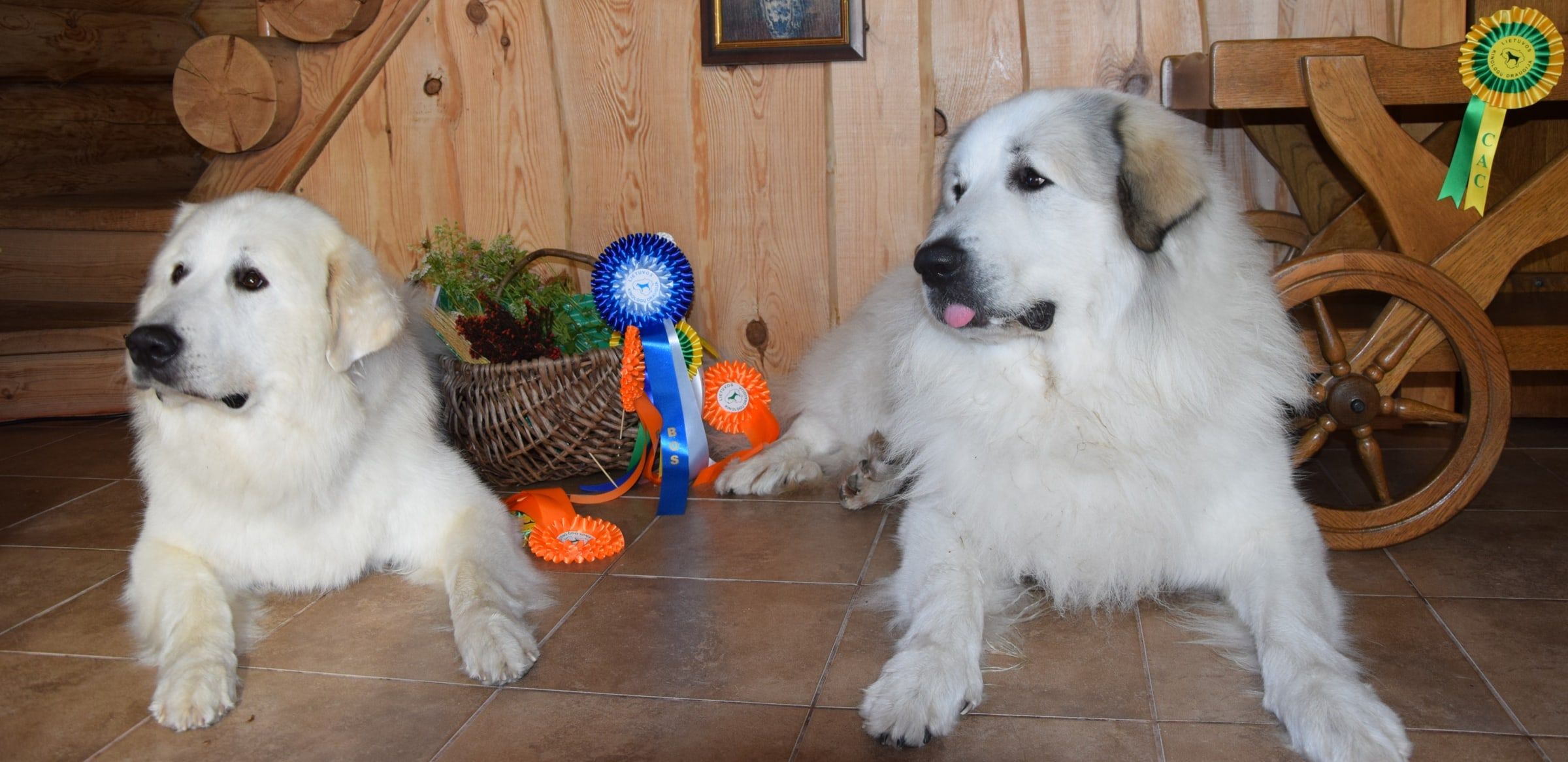 Two Pyrenean Mountain Dogs lying beside show rosettes in a wooden room