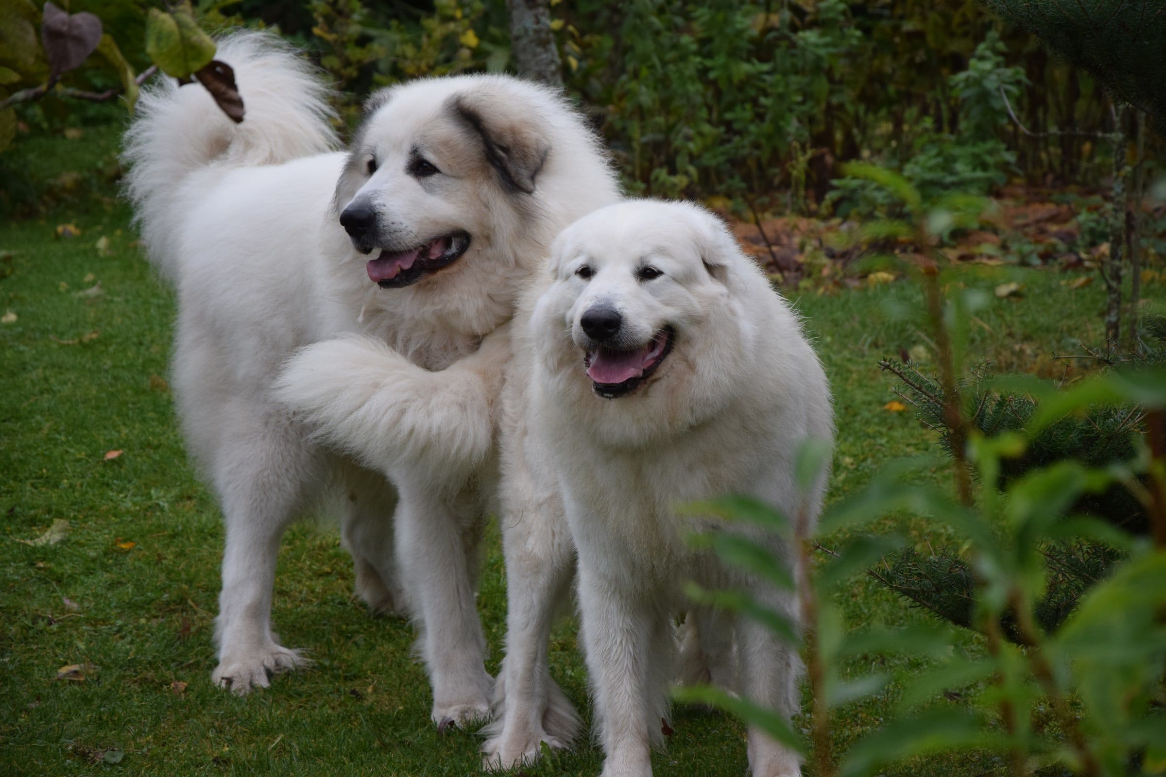 Two adult Pyrenean Mountain Dogs playing in a garden