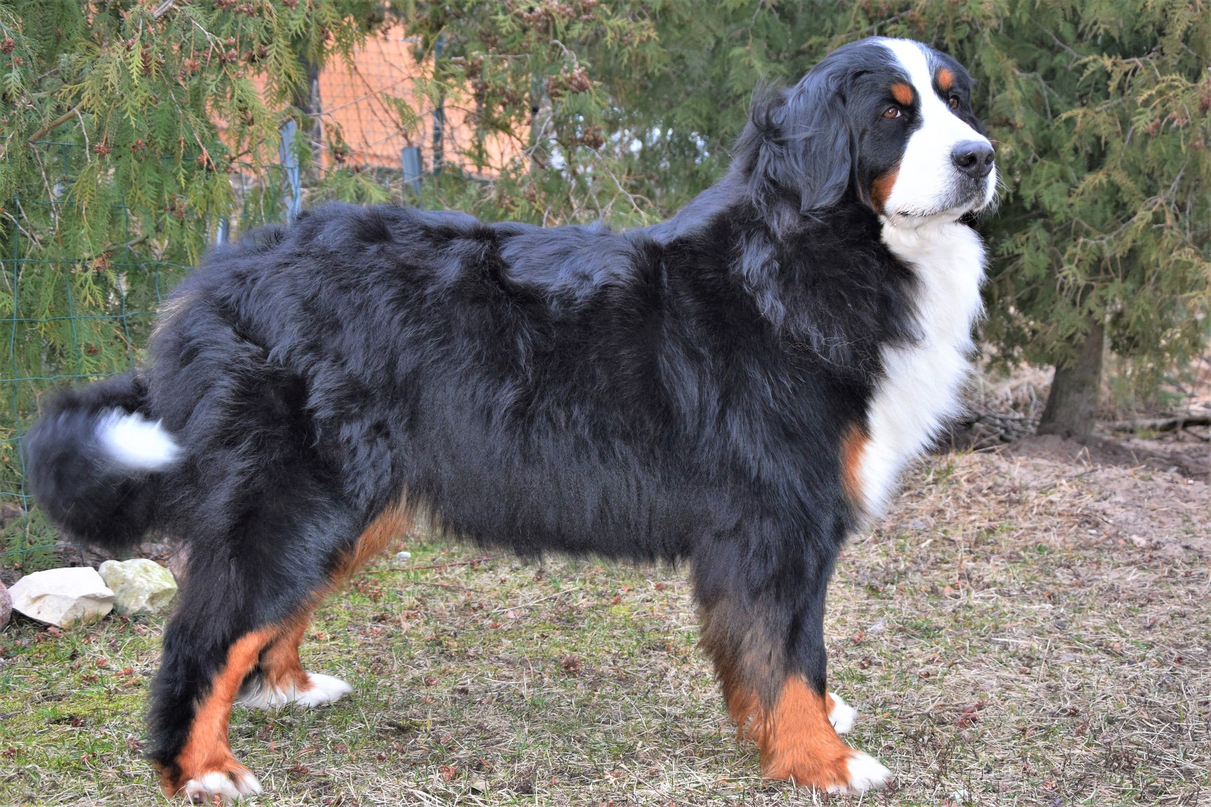 Gamuvel Patou Duchess, a Bernese Mountain Dog, standing in a garden