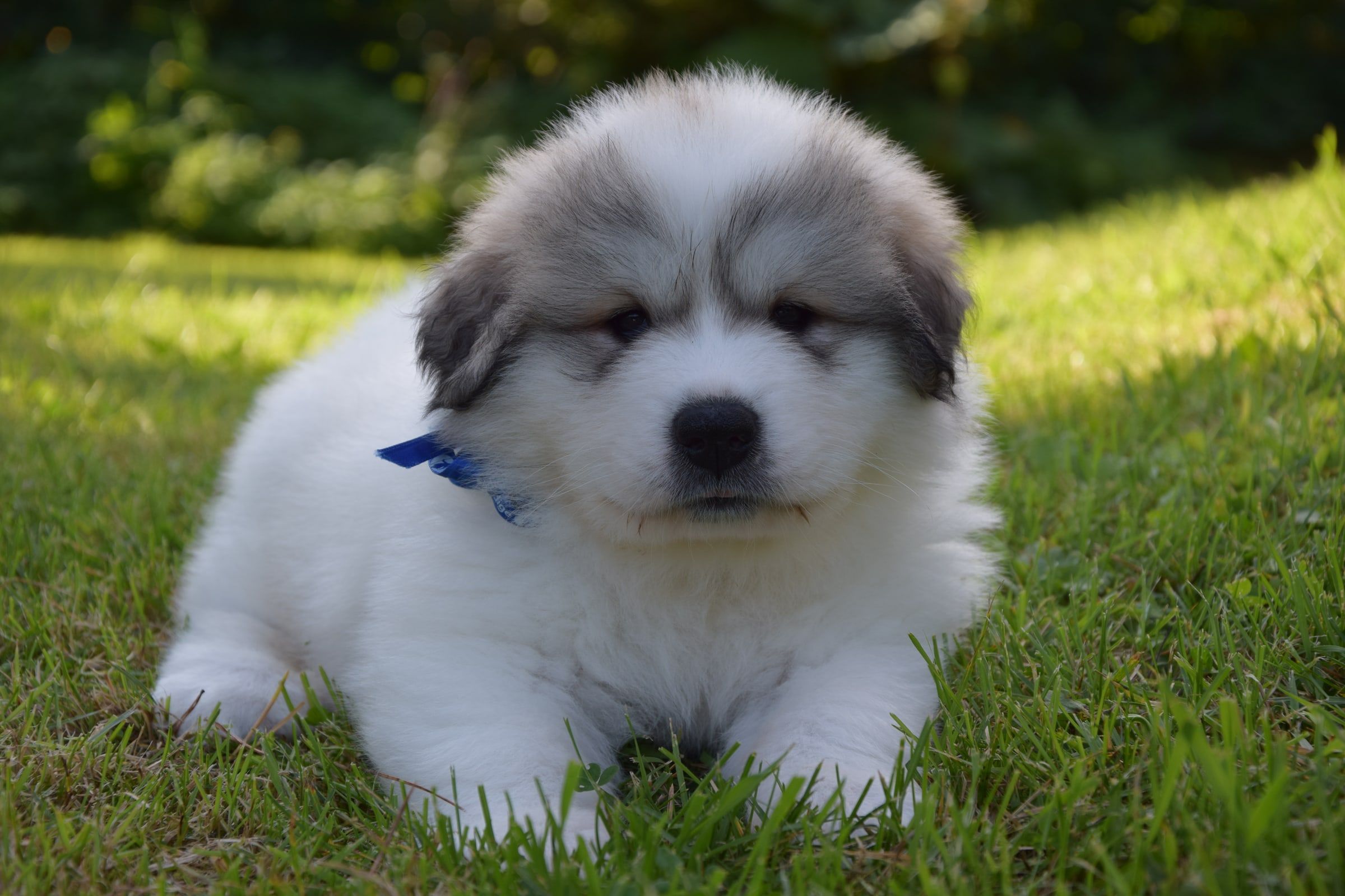 Pyrenean Mountain Dog puppy from Litter V