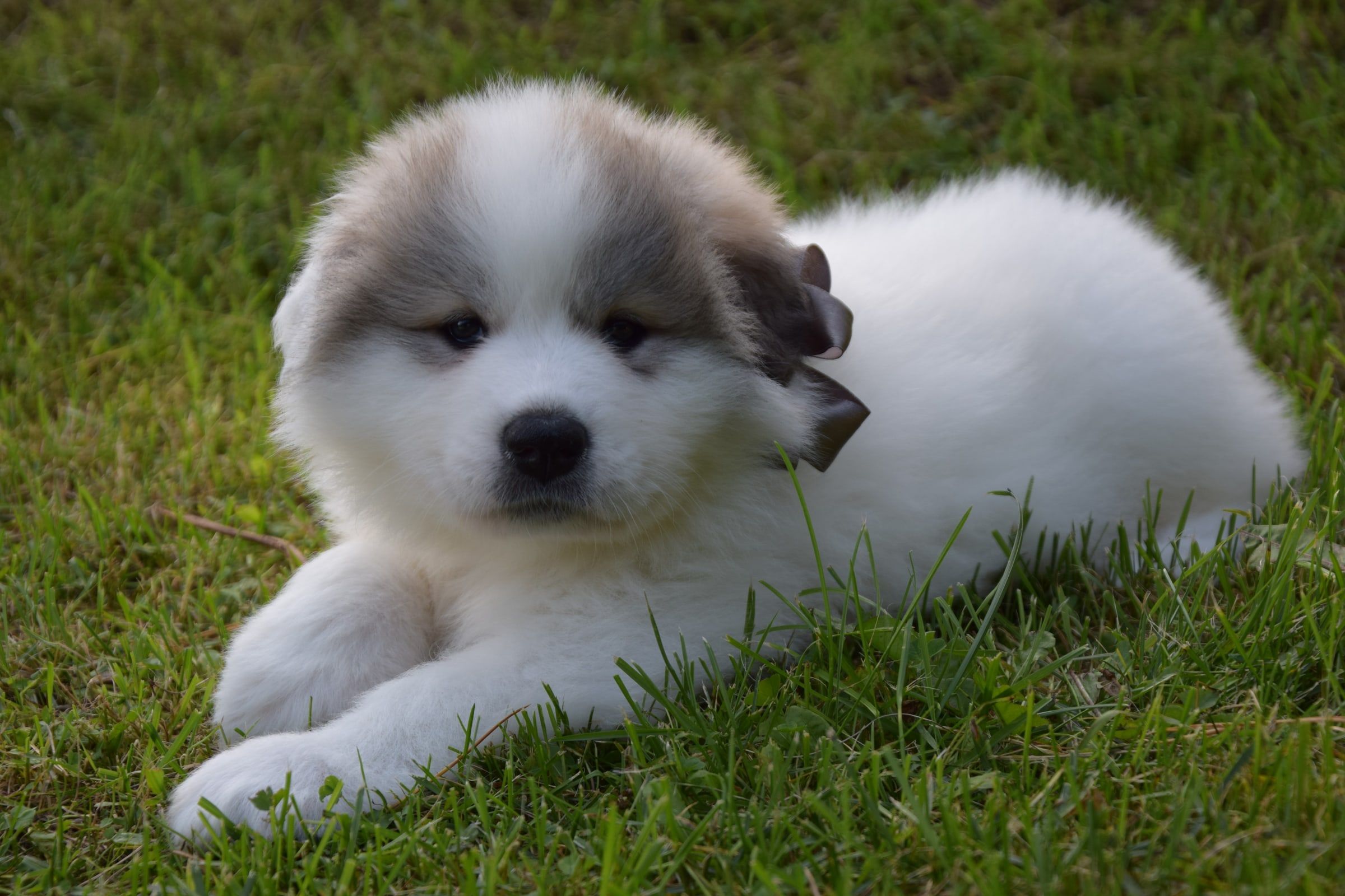Pyrenean Mountain Dog puppy from Litter V