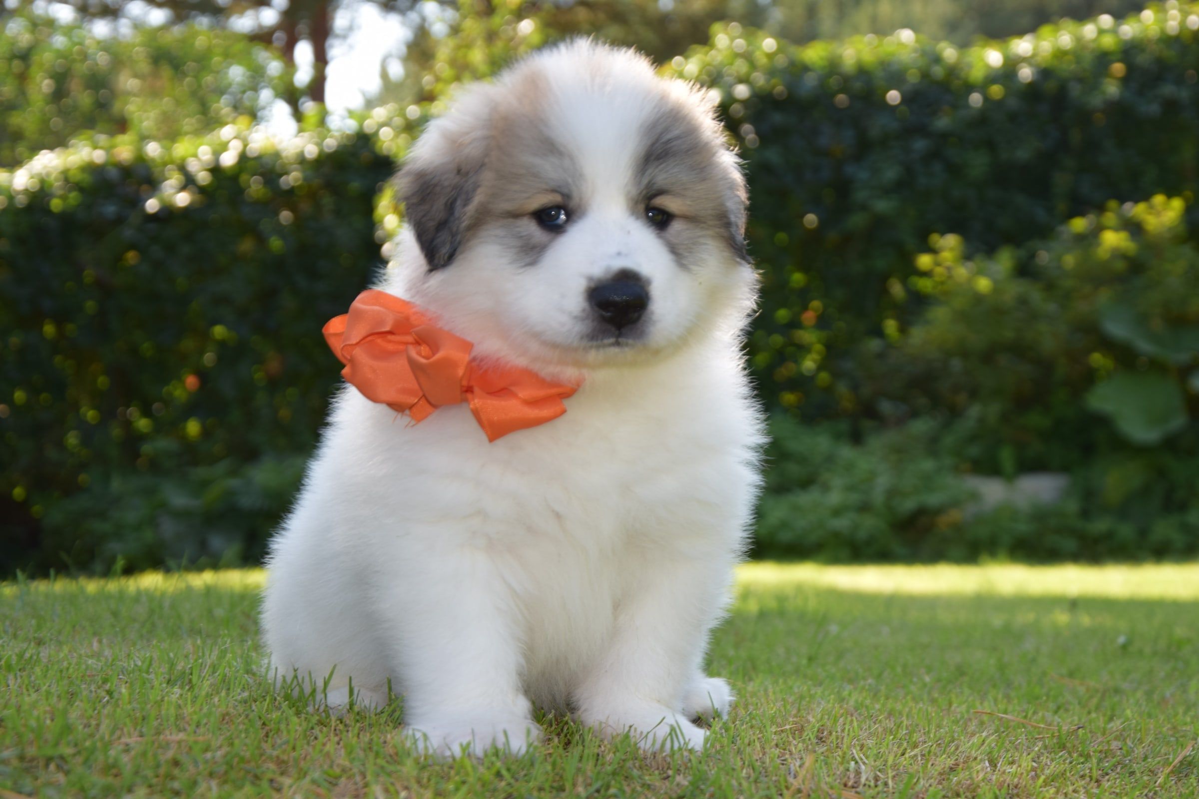 Pyrenean Mountain Dog puppy from Litter V