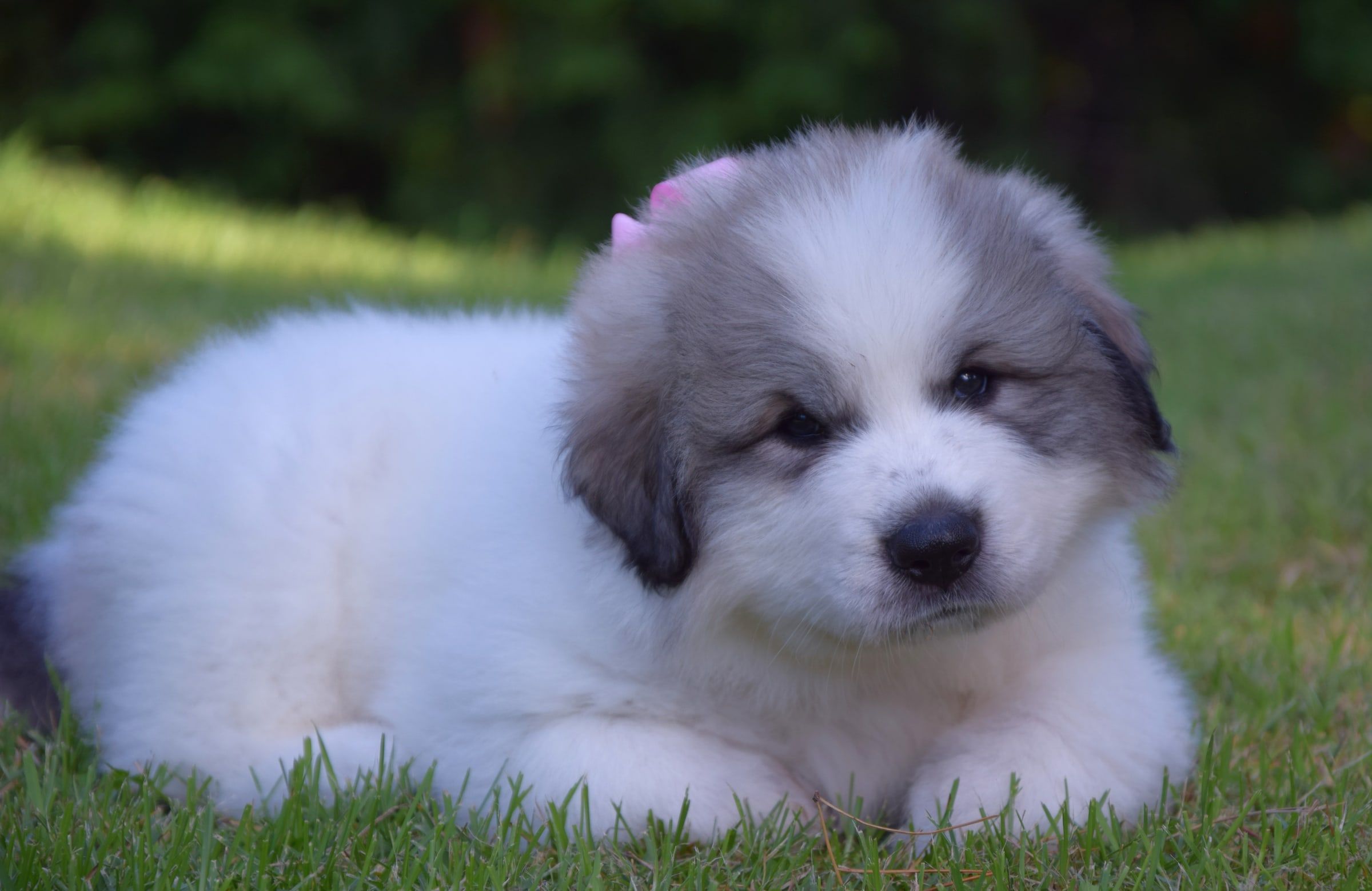 Pyrenean Mountain Dog puppy from Litter V