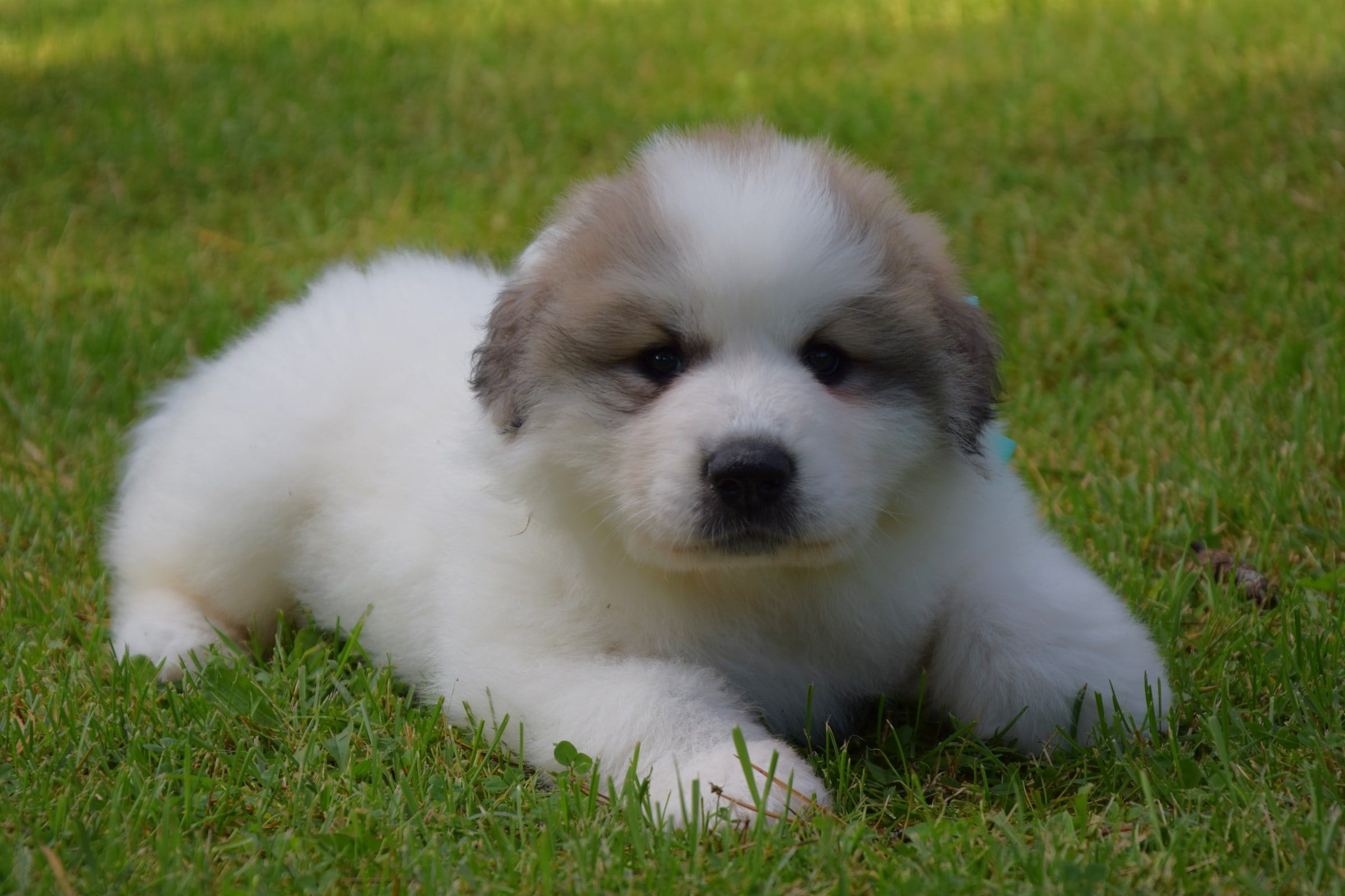 Pyrenean Mountain Dog puppy from Litter V