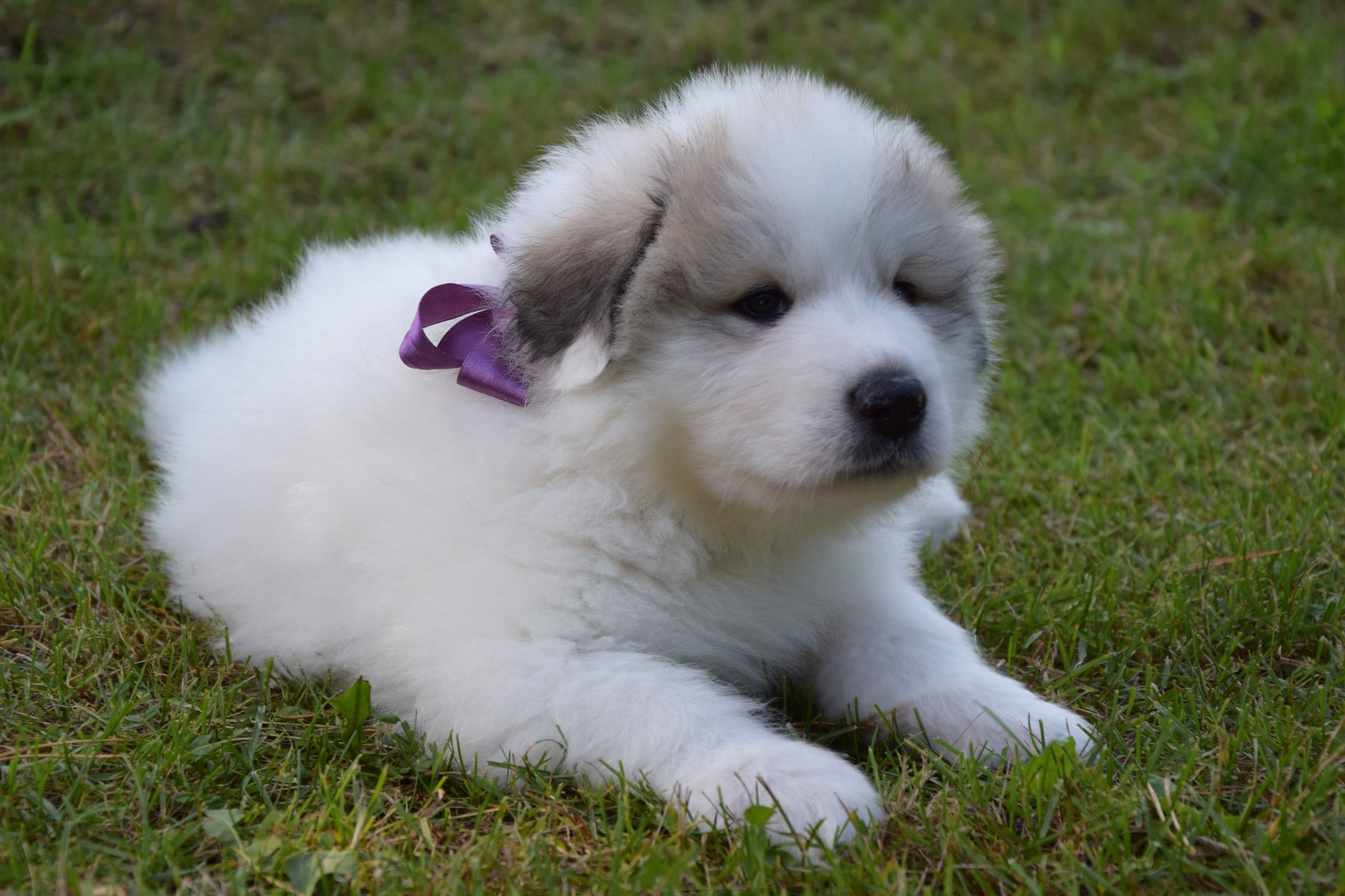 Pyrenean Mountain Dog puppy from Litter V