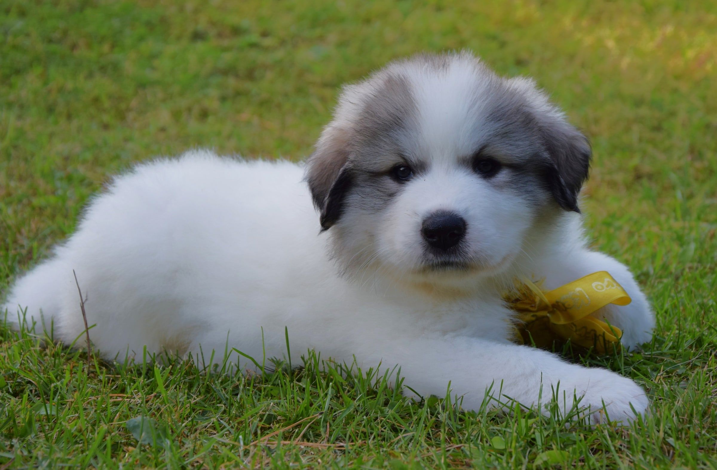 Pyrenean Mountain Dog puppy from Litter V