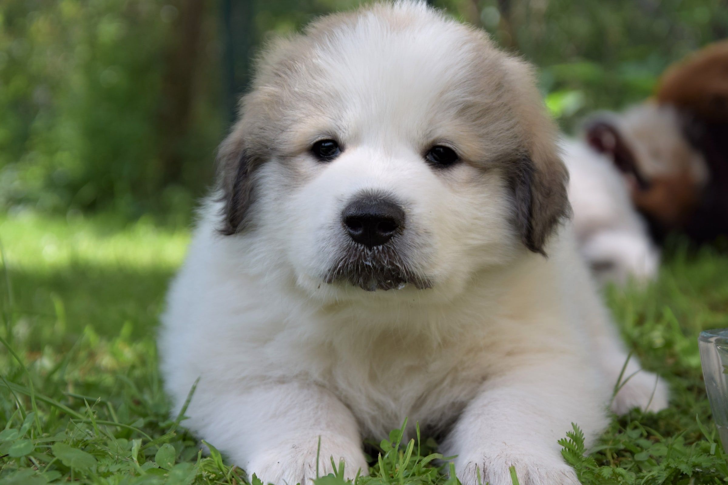 Girl-URSA MAJOR (Lum), a Pyrenean Mountain Dog puppy