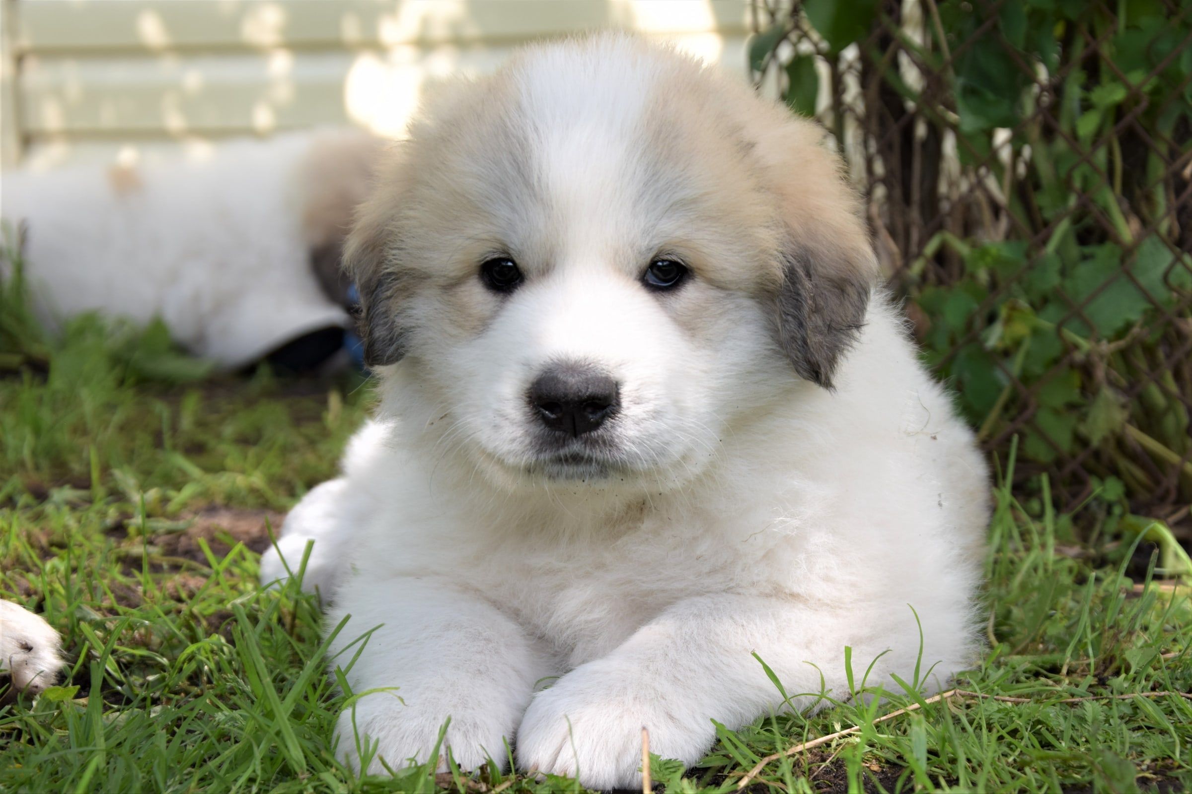 Girl-UMKA (Violet), a Pyrenean Mountain Dog puppy