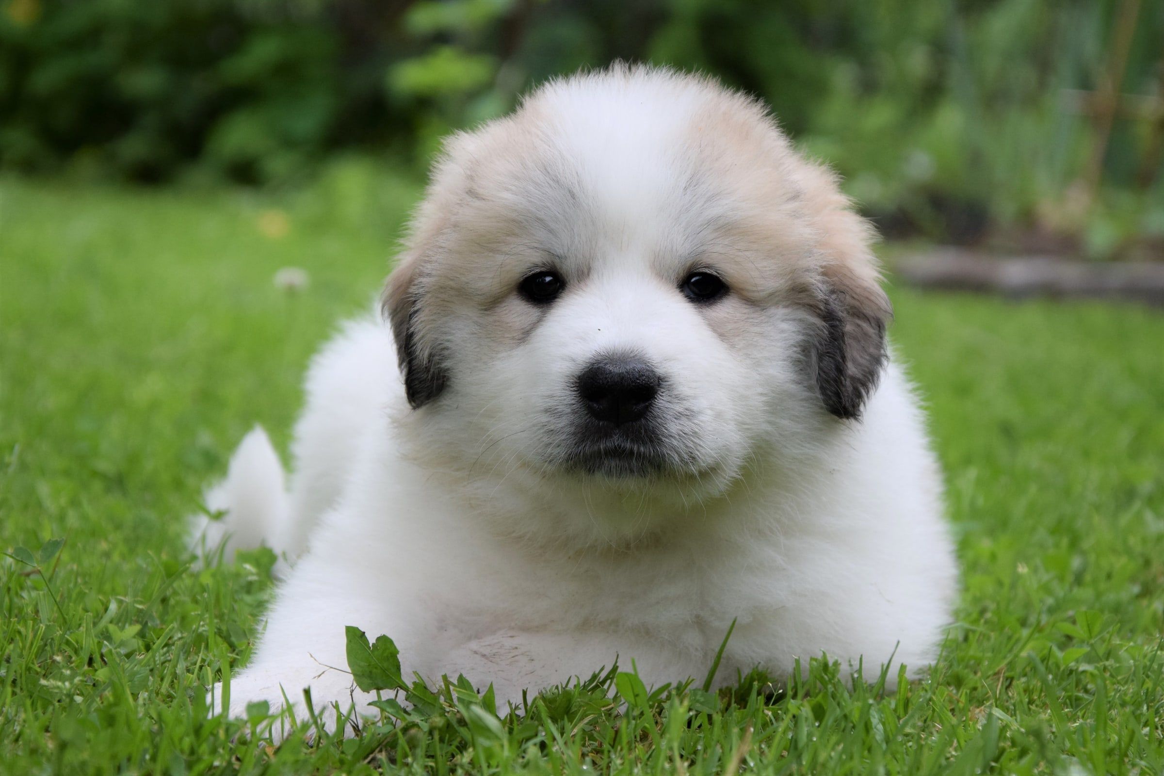 Girl-UNAI (Pink), a Pyrenean Mountain Dog puppy