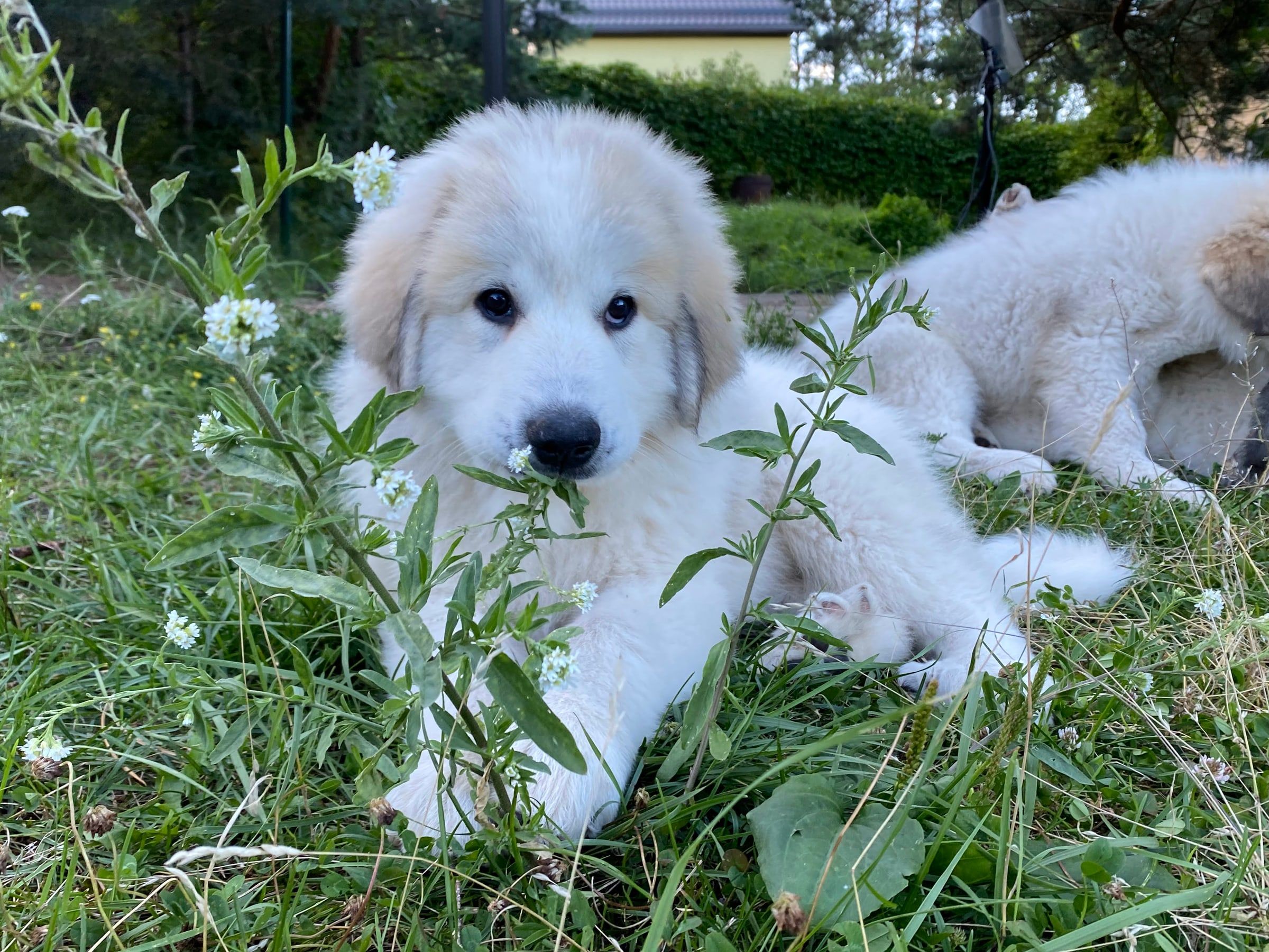 Pyrenean Mountain Dog puppy sitting among tall grass and flowers