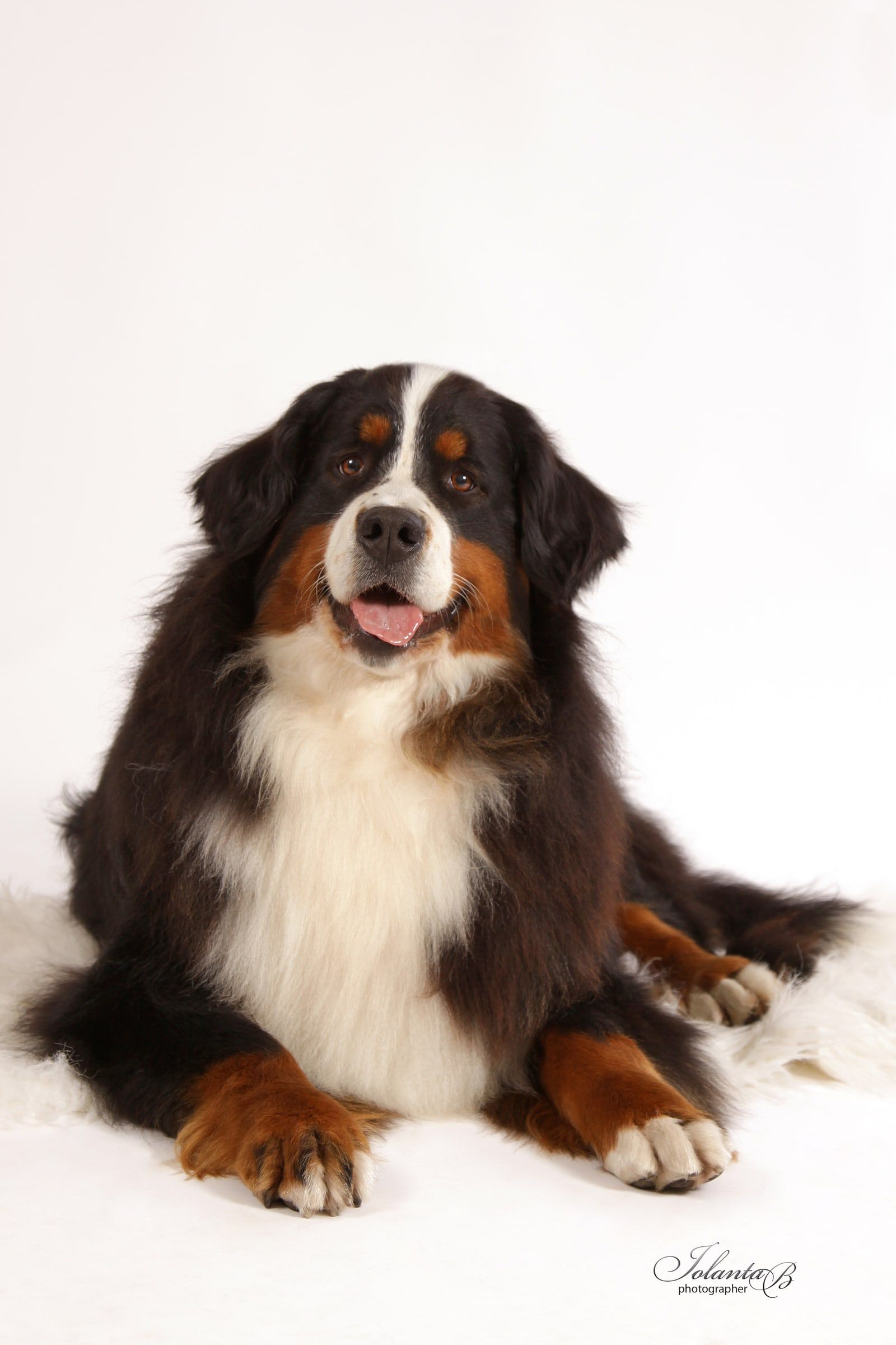 Bernese Mountain Dog lying on a white rug in a studio portrait