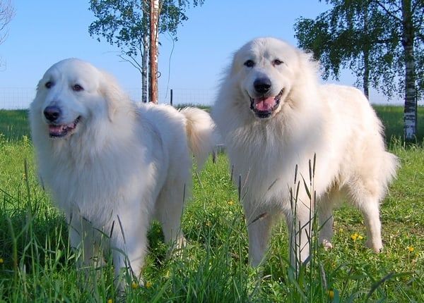 Two white Pyrenean Mountain Dogs standing in long grass