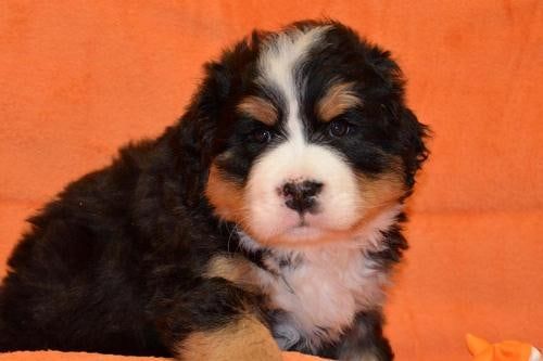 Bernese Mountain Dog puppy on an orange blanket