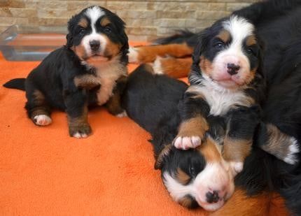 Bernese Mountain Dog puppies playing on an orange blanket