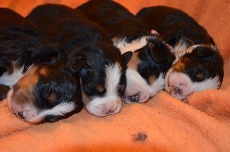 Newborn Bernese Mountain Dog puppies asleep in a row on an orange blanket