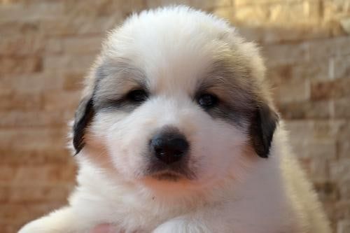 Close-up of a Pyrenean Mountain Dog puppy