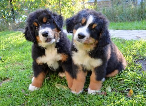 Two Bernese Mountain Dog puppies sitting on a lawn