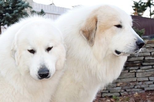 Two white Pyrenean Mountain Dogs side by side
