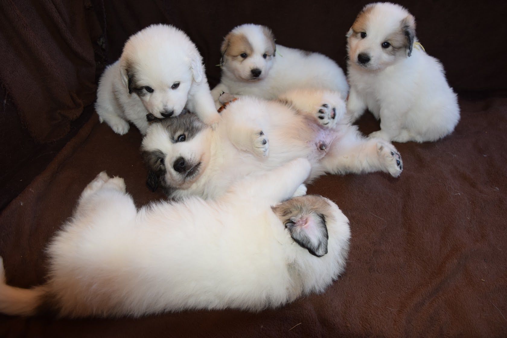 Pyrenean Mountain Dog puppies playing on a brown blanket