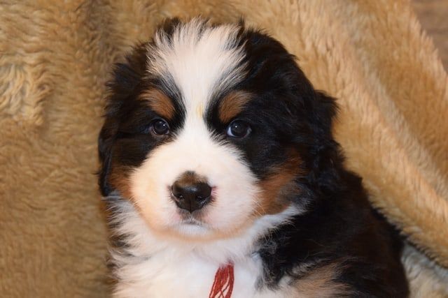 Close-up of a Bernese Mountain Dog puppy