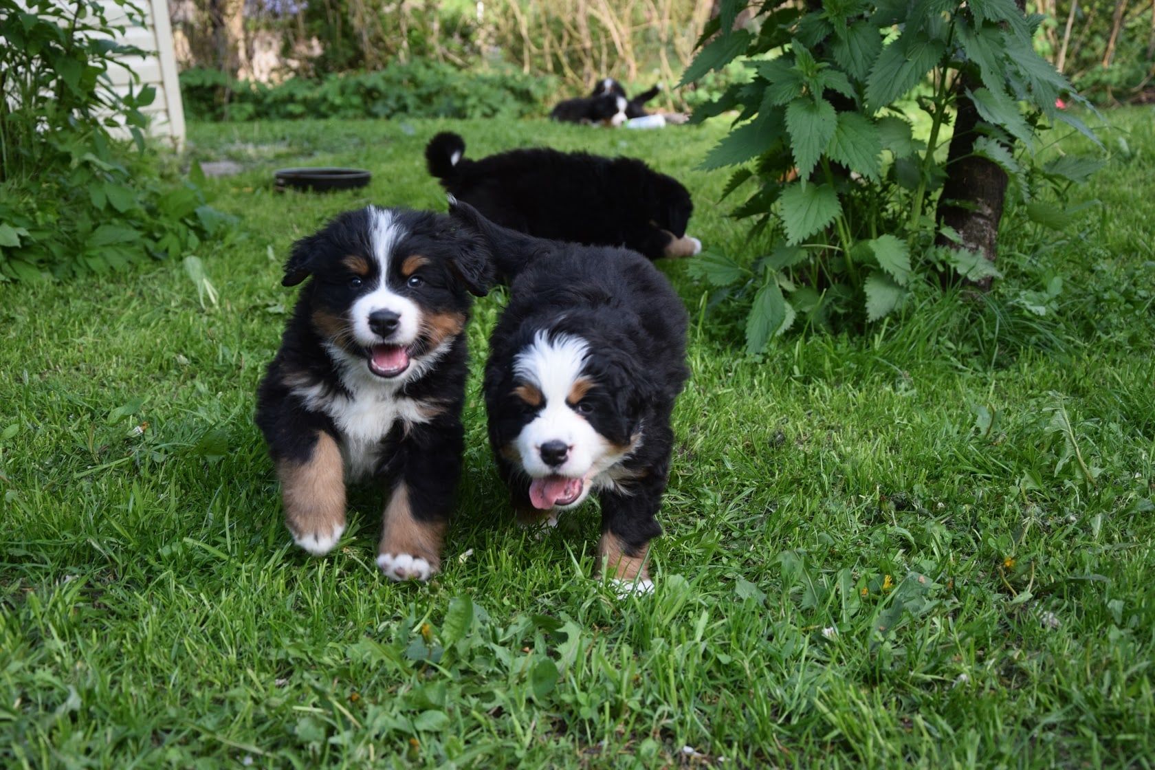 Two Bernese Mountain Dog puppies walking across a garden lawn